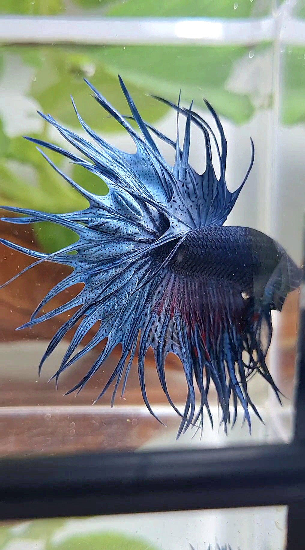 XL KING CROWNTAIL BLUE BETTA FISH