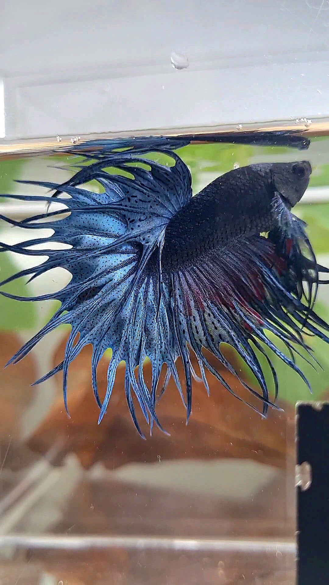 XL KING CROWNTAIL BLUE BETTA FISH