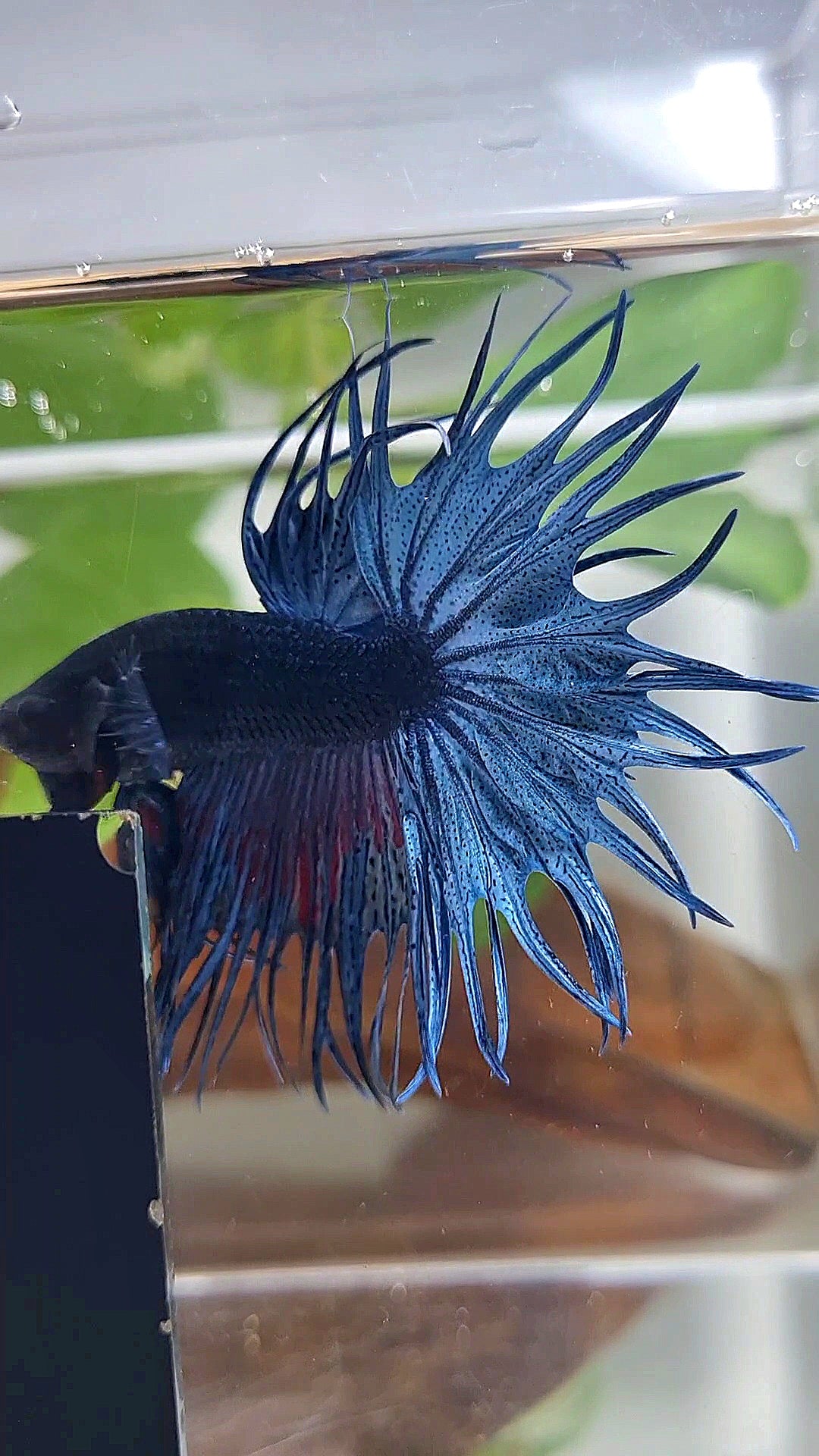 XL KING CROWNTAIL BLUE BETTA FISH