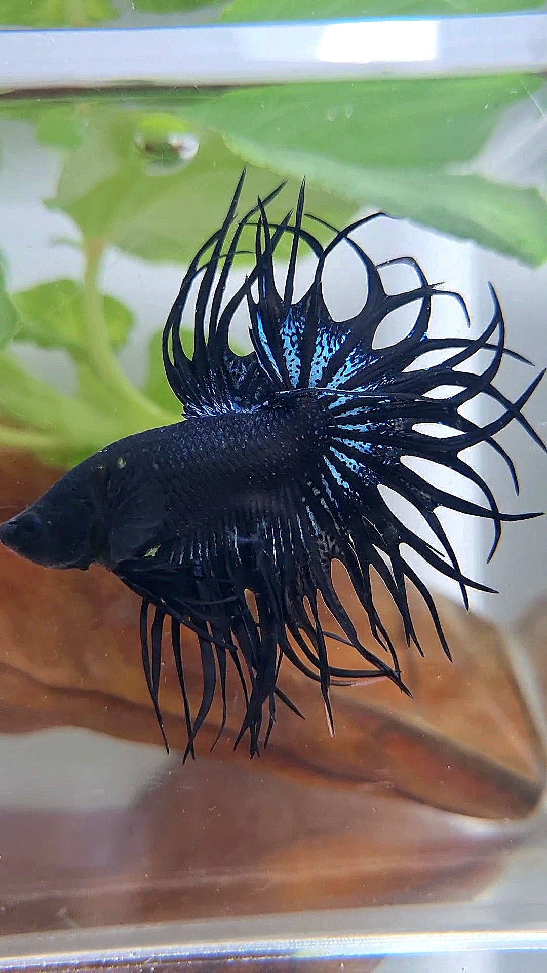 LUXURY XL KING CROWNTAIL BLACK ORCHID BETTA FISH