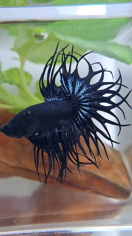 LUXURY XL KING CROWNTAIL BLACK ORCHID BETTA FISH