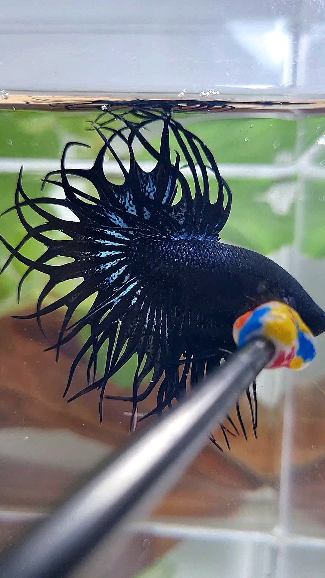 LUXURY XL KING CROWNTAIL BLACK ORCHID BETTA FISH