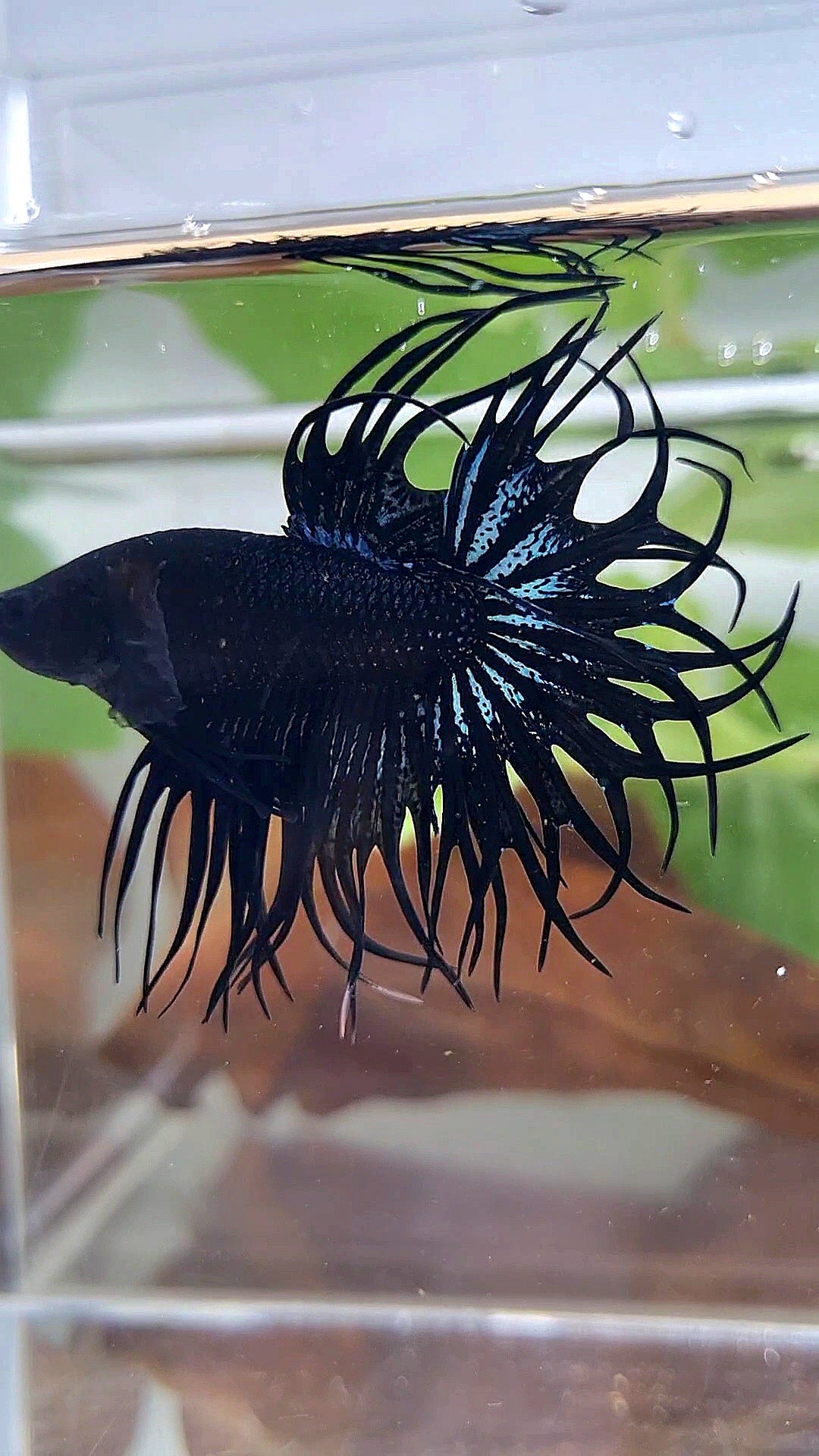 LUXURY XL KING CROWNTAIL BLACK ORCHID BETTA FISH