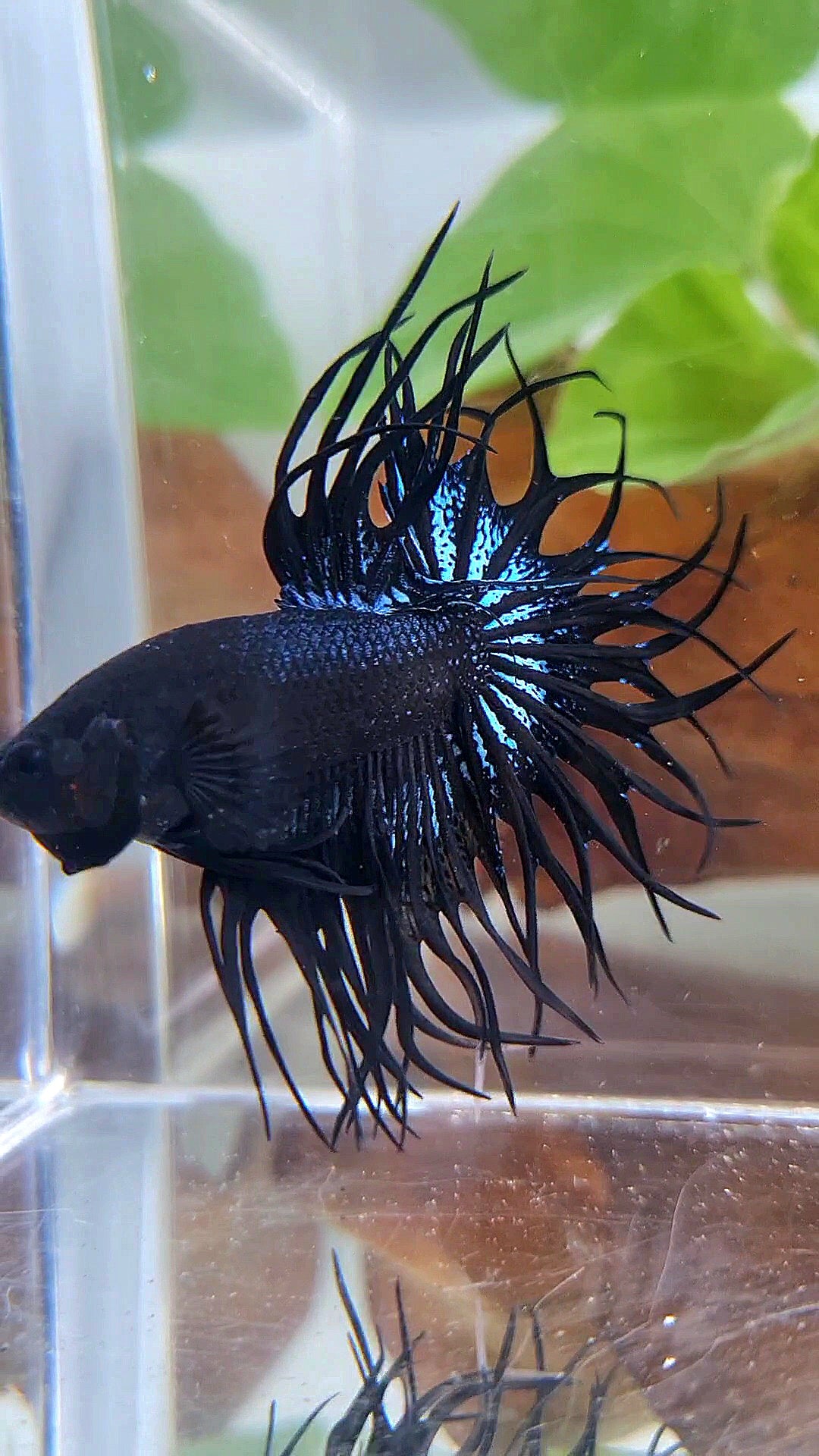 LUXURY XL KING CROWNTAIL BLACK ORCHID BETTA FISH
