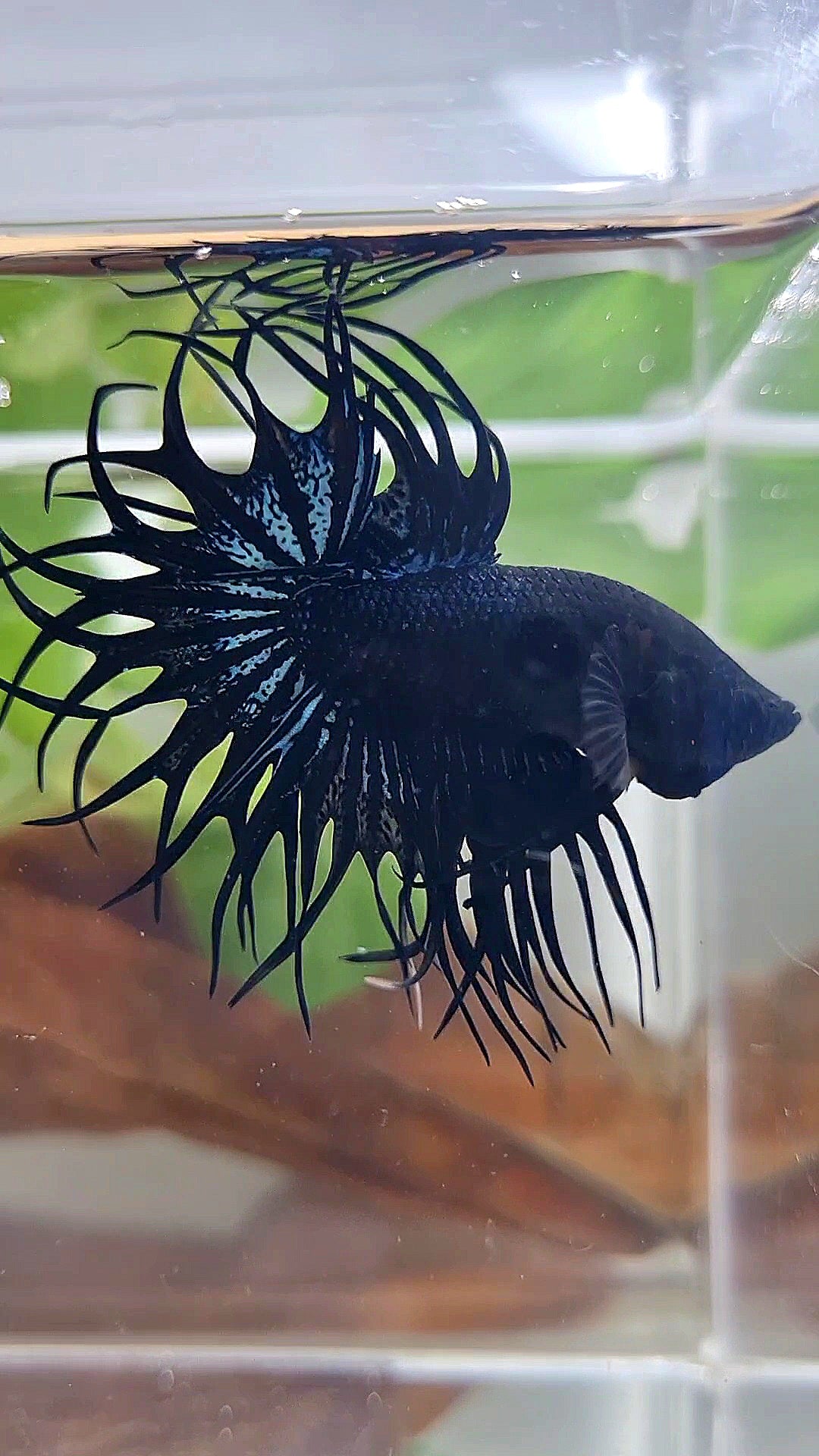 LUXURY XL KING CROWNTAIL BLACK ORCHID BETTA FISH