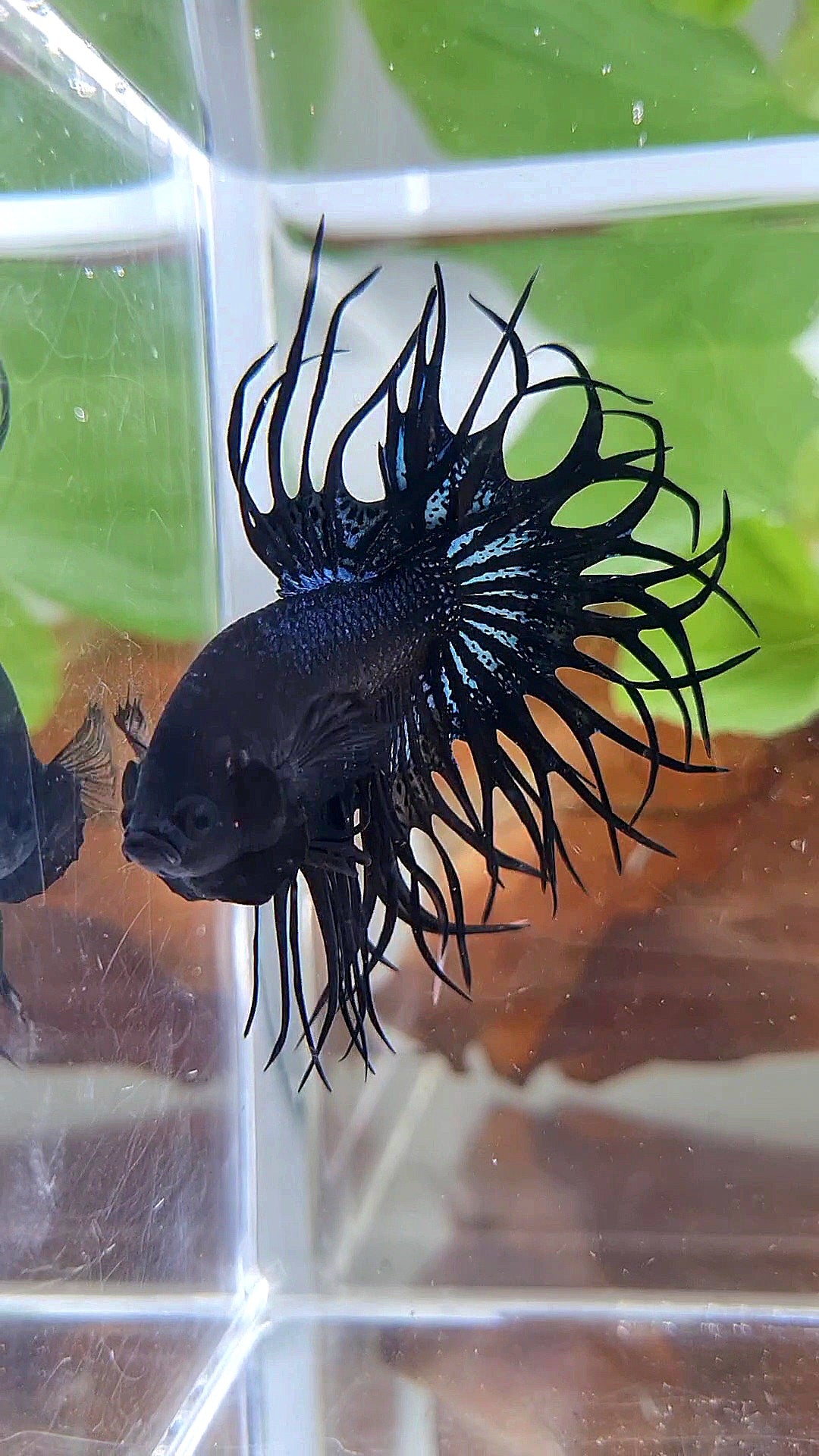 LUXURY XL KING CROWNTAIL BLACK ORCHID BETTA FISH