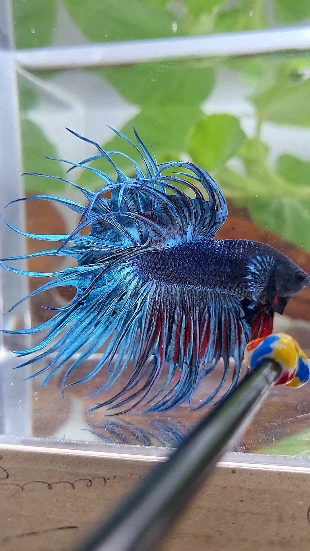 XL KING CROWNTAIL BLUE BETTA FISH
