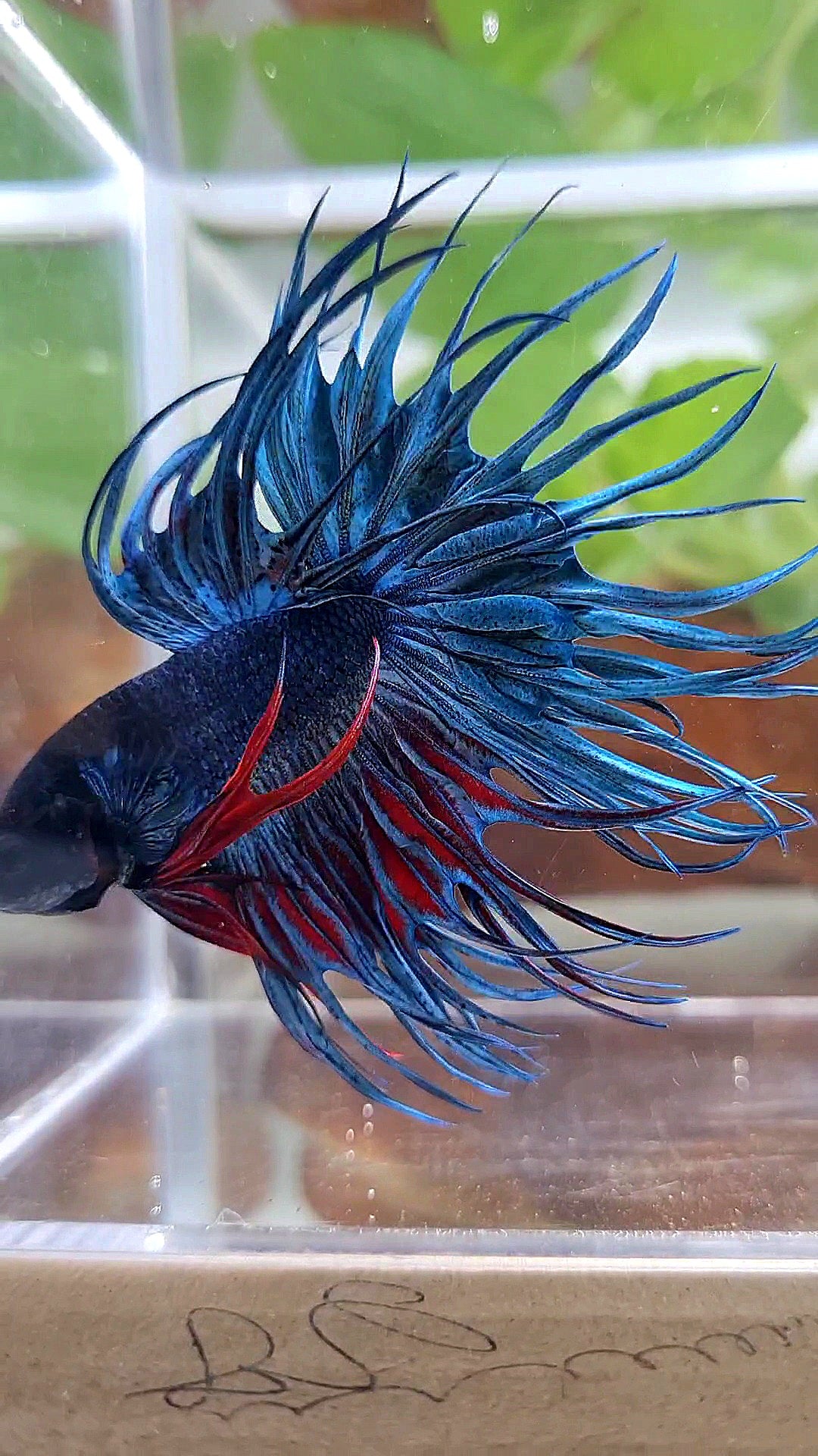 XL KING CROWNTAIL BLUE BETTA FISH