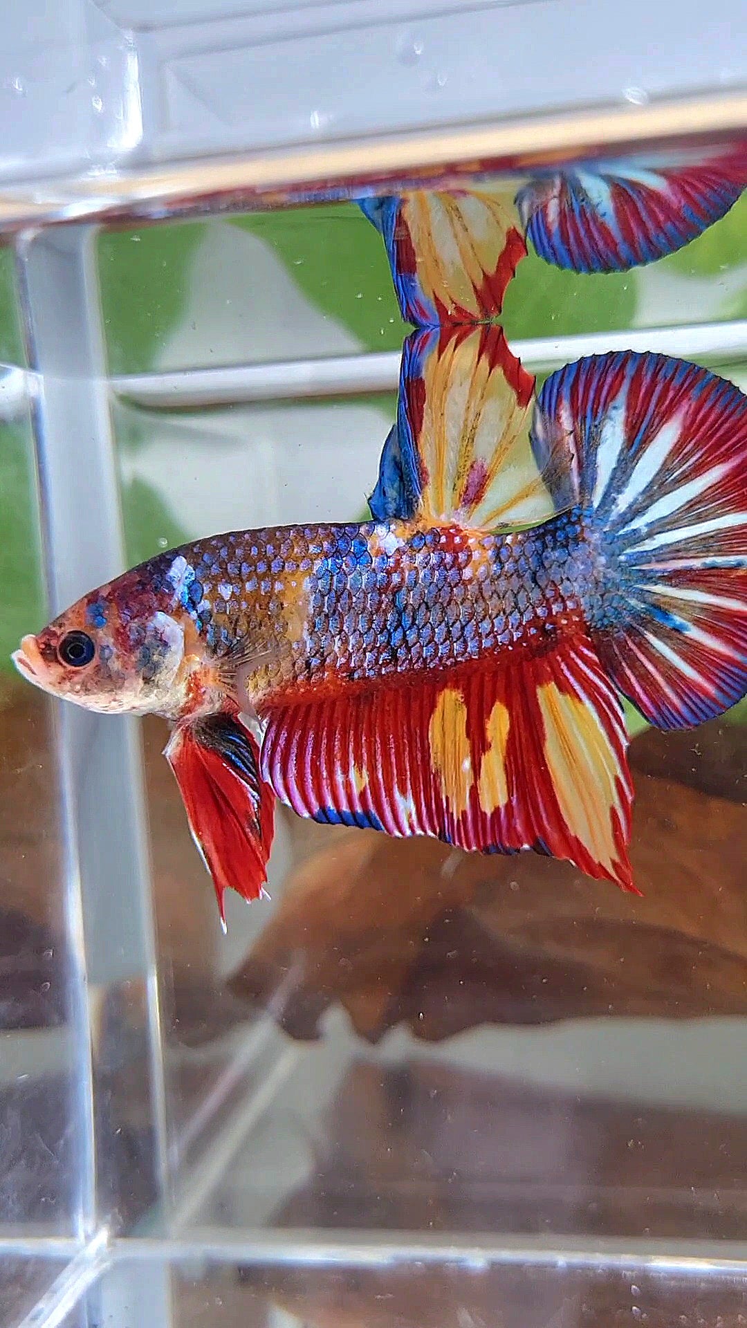 GIANT PLAKAT RAINBOW METTALIC MULTICOLOR FIRE BETTA FISH