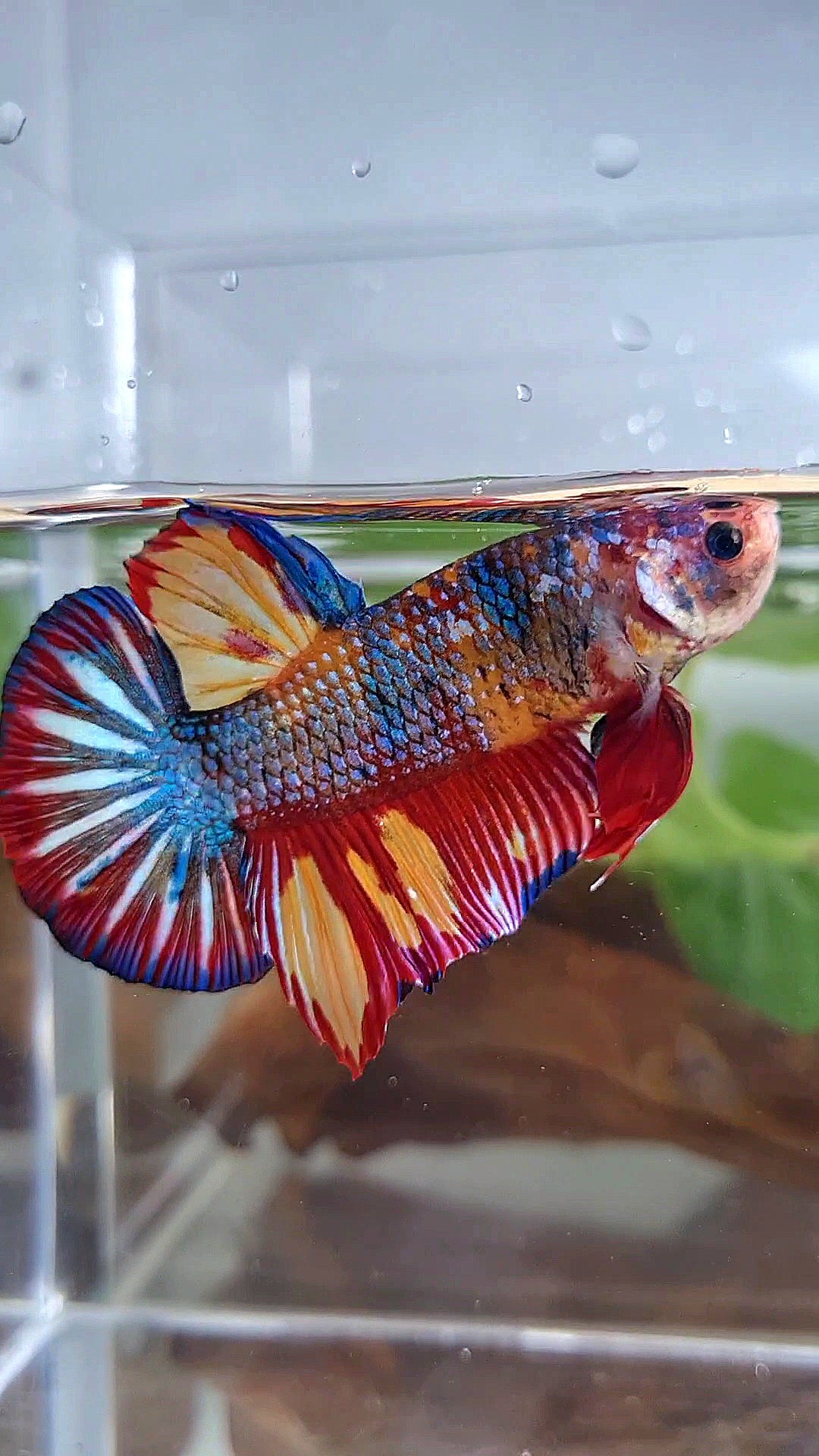GIANT PLAKAT RAINBOW METTALIC MULTICOLOR FIRE BETTA FISH
