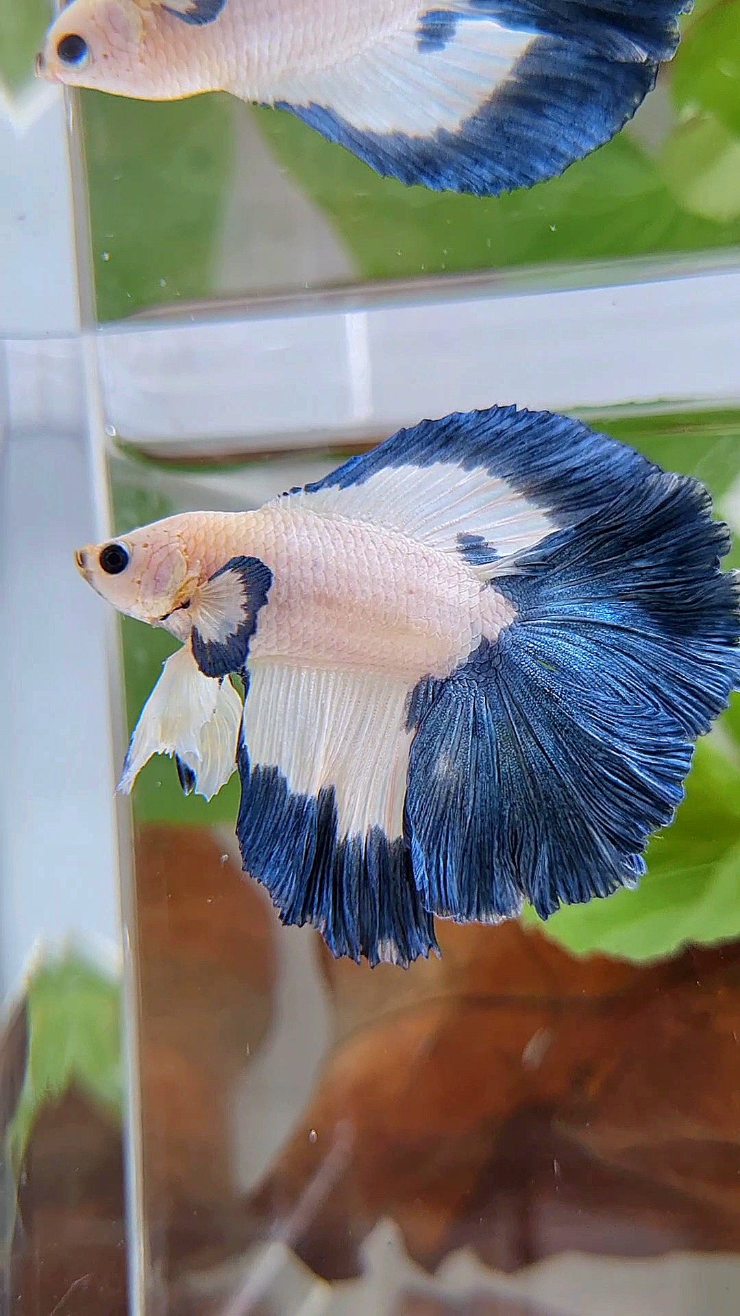 HALFMOON DOUBLE TAIL BLUE RIM PATTERN BETTA FISH