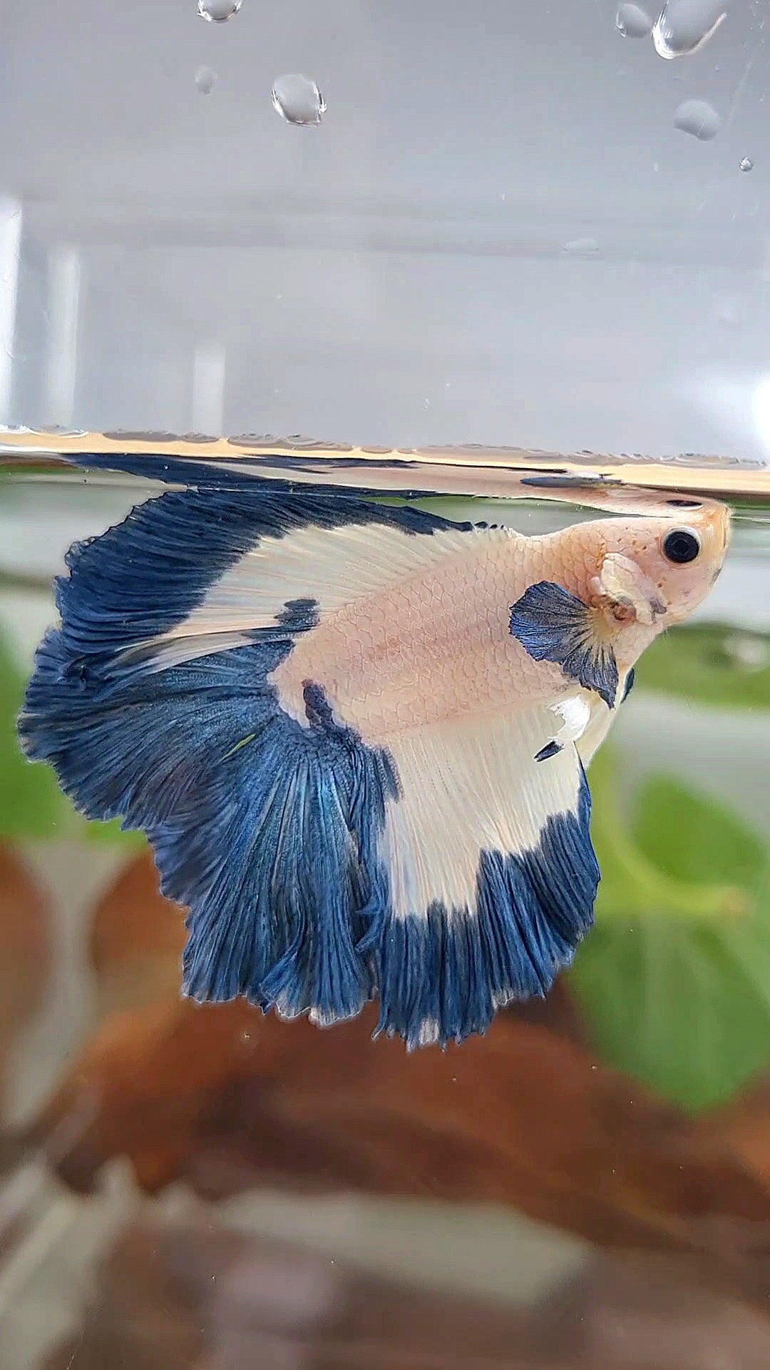 HALFMOON DOUBLE TAIL BLUE RIM PATTERN BETTA FISH