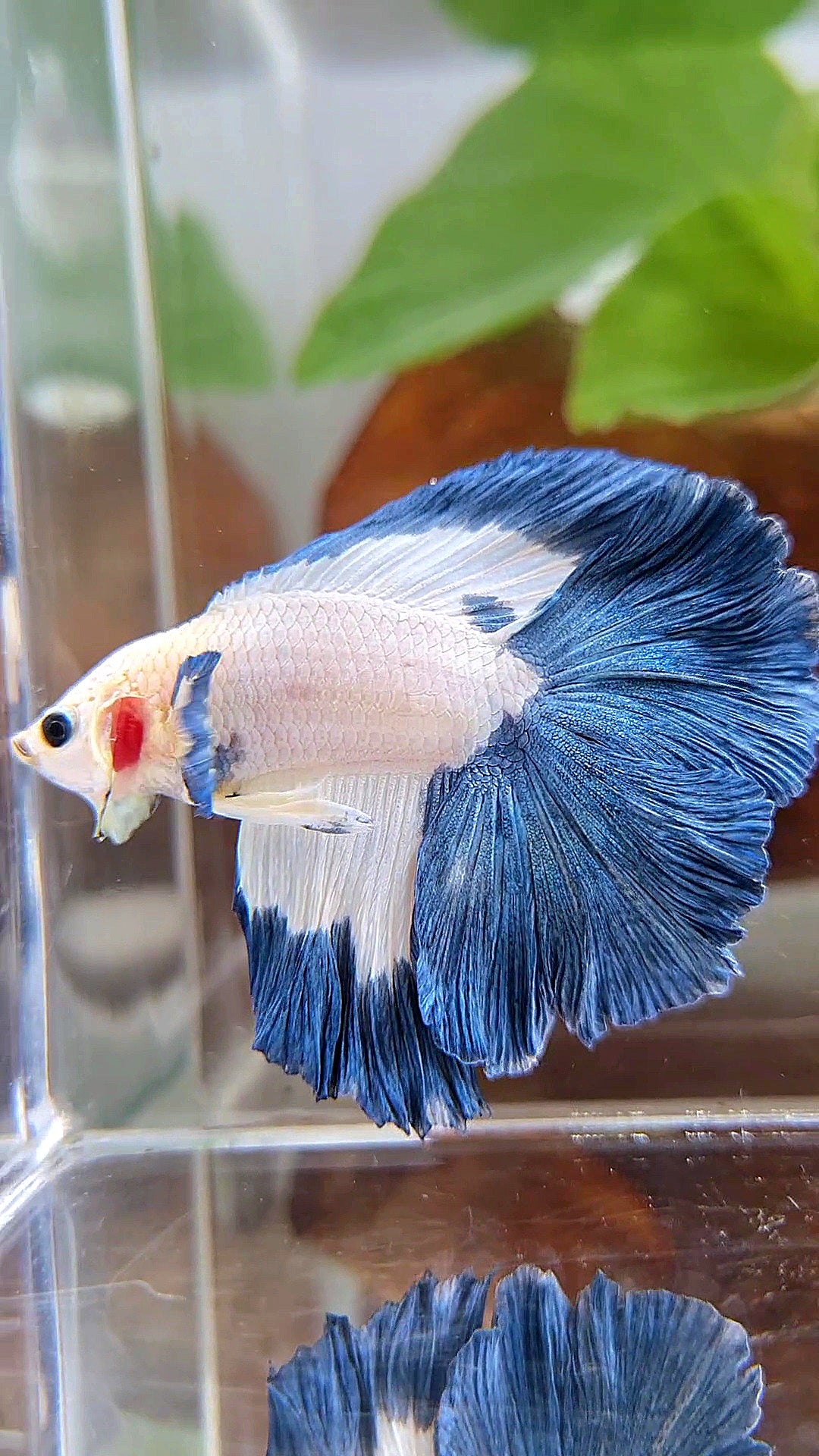 HALFMOON DOUBLE TAIL BLUE RIM PATTERN BETTA FISH