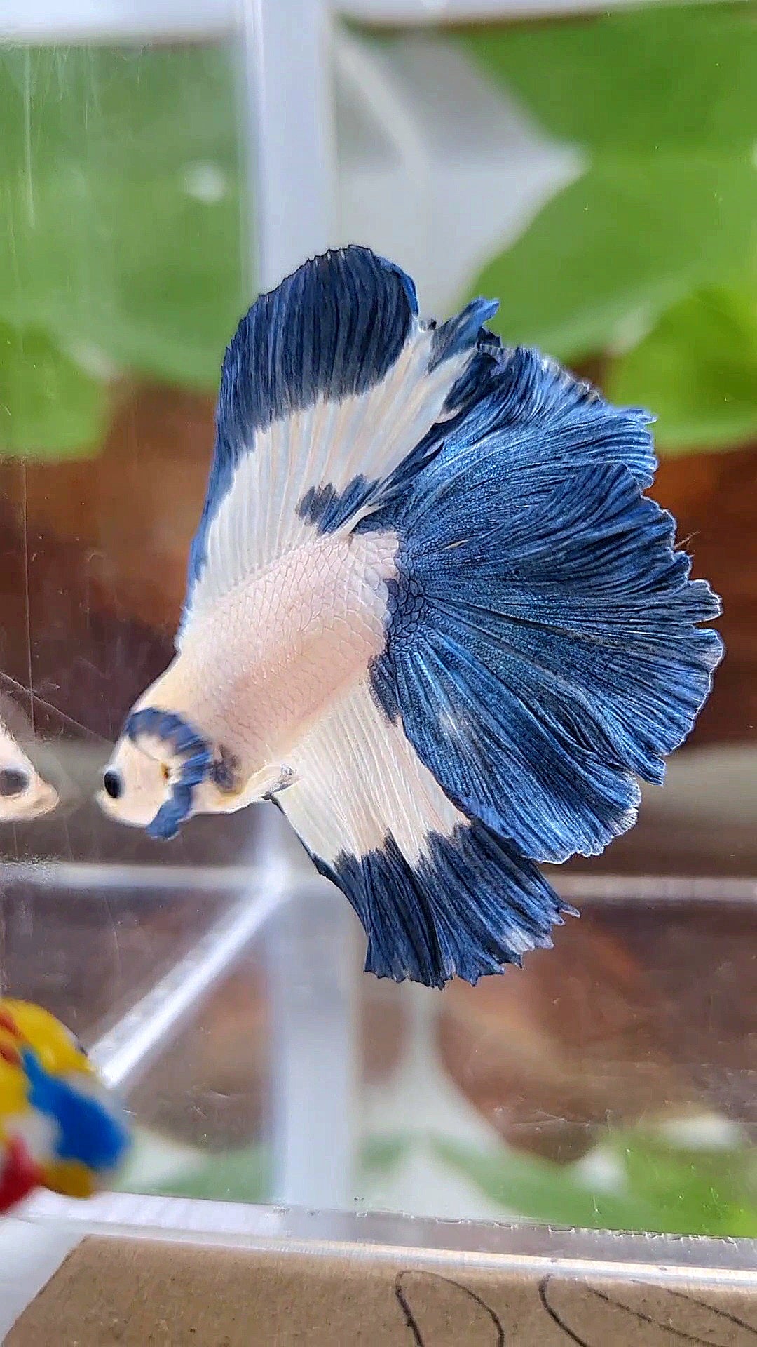 HALFMOON DOUBLE TAIL BLUE RIM PATTERN BETTA FISH