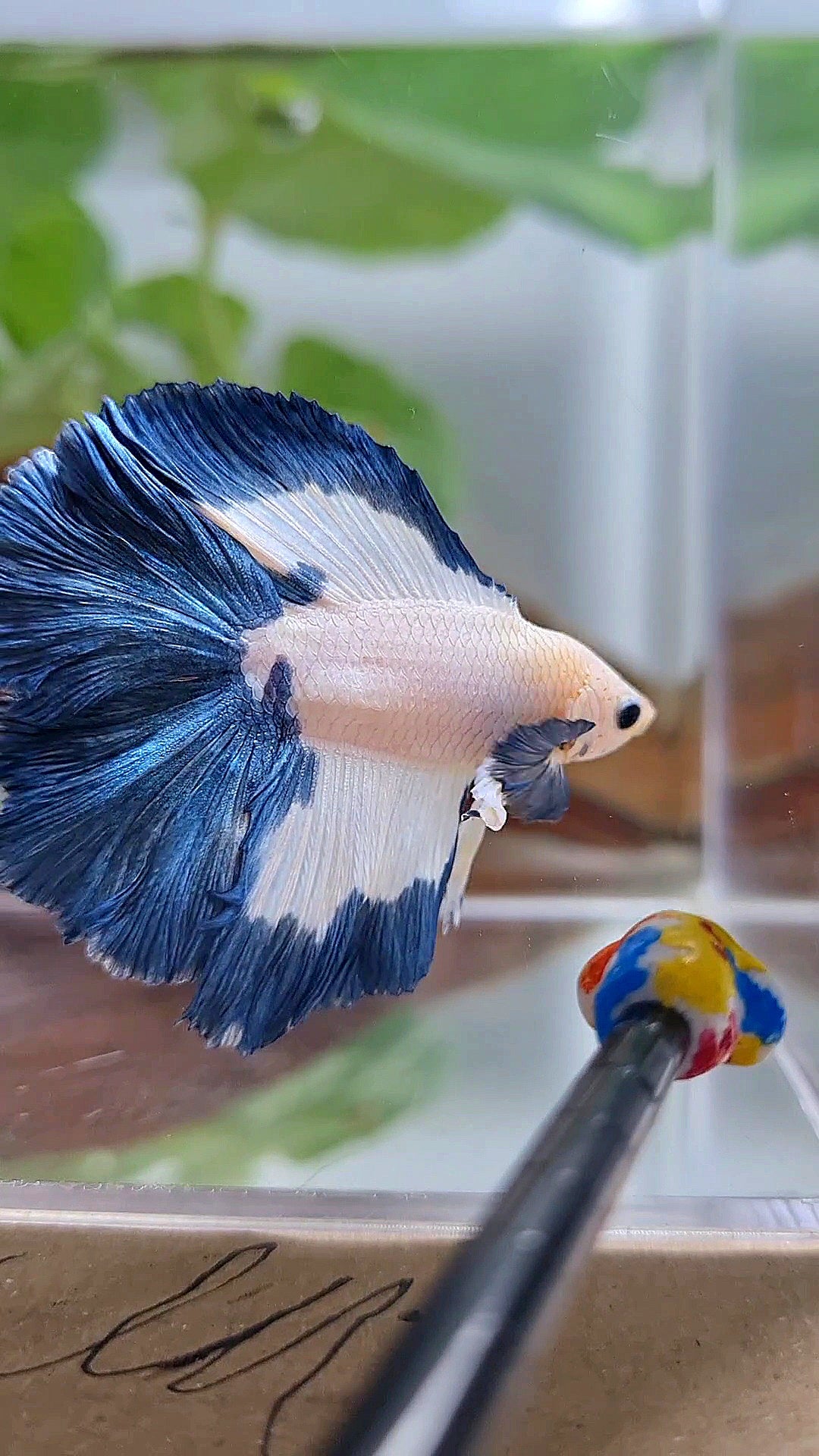 HALFMOON DOUBLE TAIL BLUE RIM PATTERN BETTA FISH