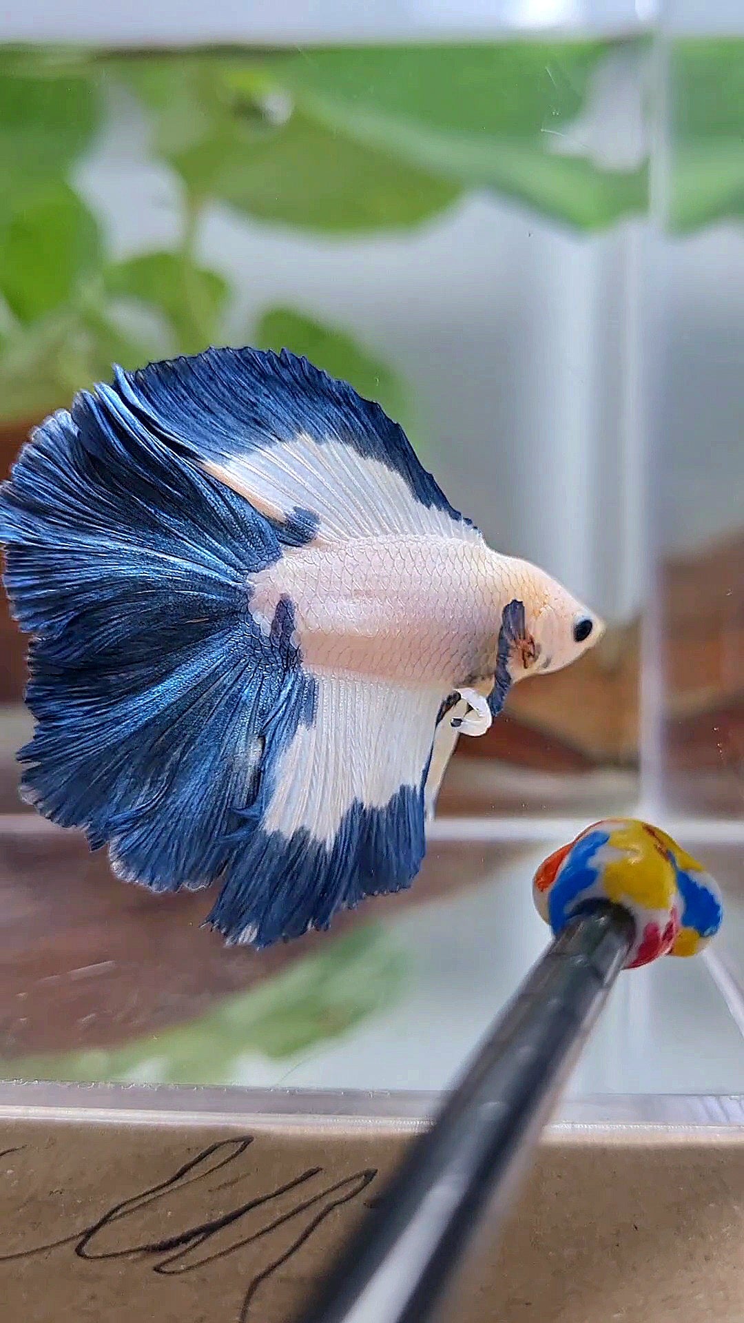 HALFMOON DOUBLE TAIL BLUE RIM PATTERN BETTA FISH