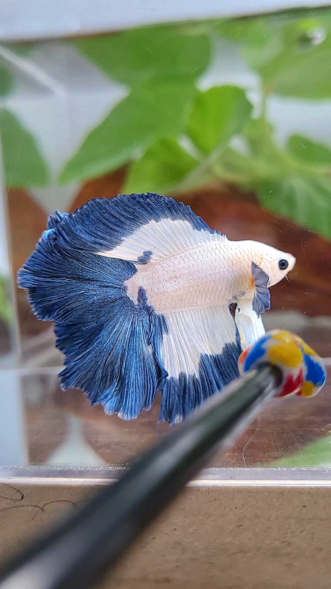 HALFMOON DOUBLE TAIL BLUE RIM PATTERN BETTA FISH
