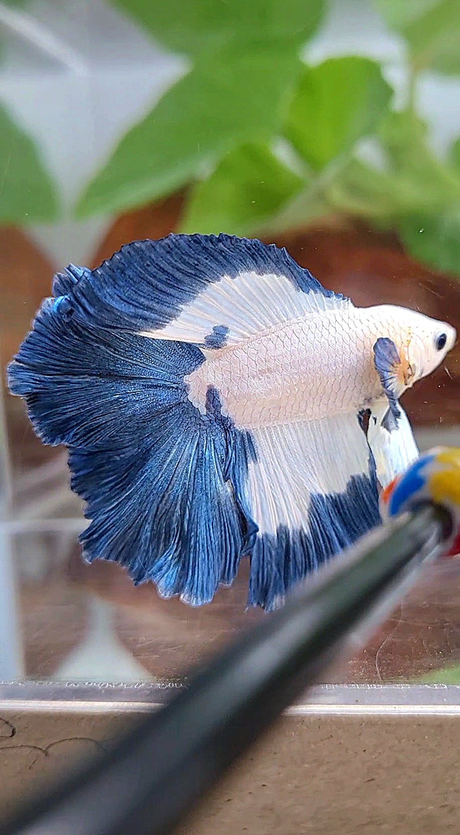 HALFMOON DOUBLE TAIL BLUE RIM PATTERN BETTA FISH