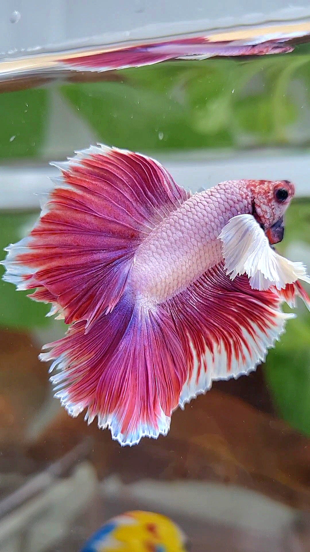HALFMOON DOUBLE TAIL DUMBO EAR PINK BETTA FISH
