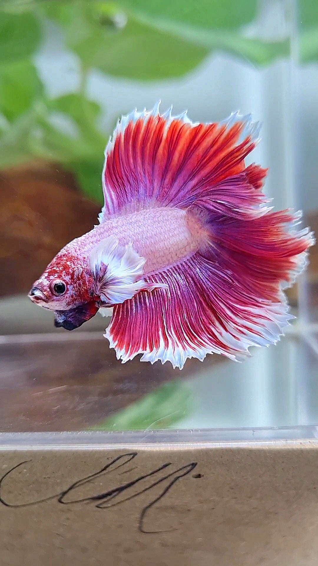 HALFMOON DOUBLE TAIL DUMBO EAR PINK BETTA FISH