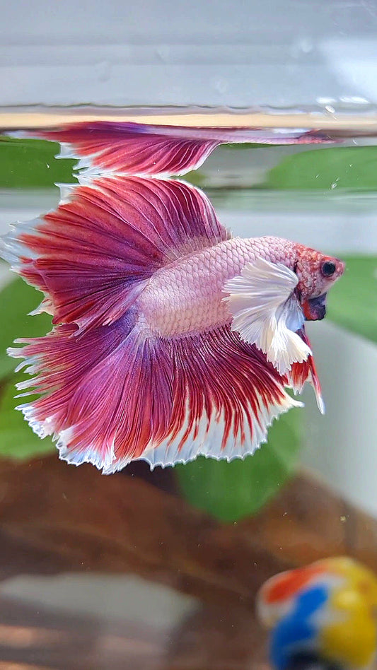 HALFMOON DOUBLE TAIL DUMBO EAR PINK BETTA FISH