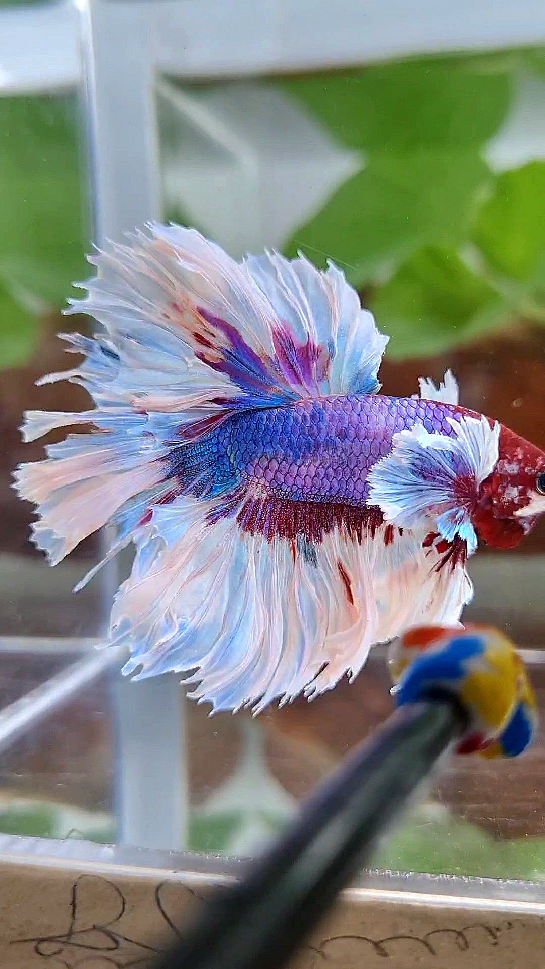 HALFMOON ROSETAIL PURPLE FANCY BUTTERFLY MULTICOLOR BETTA FISH