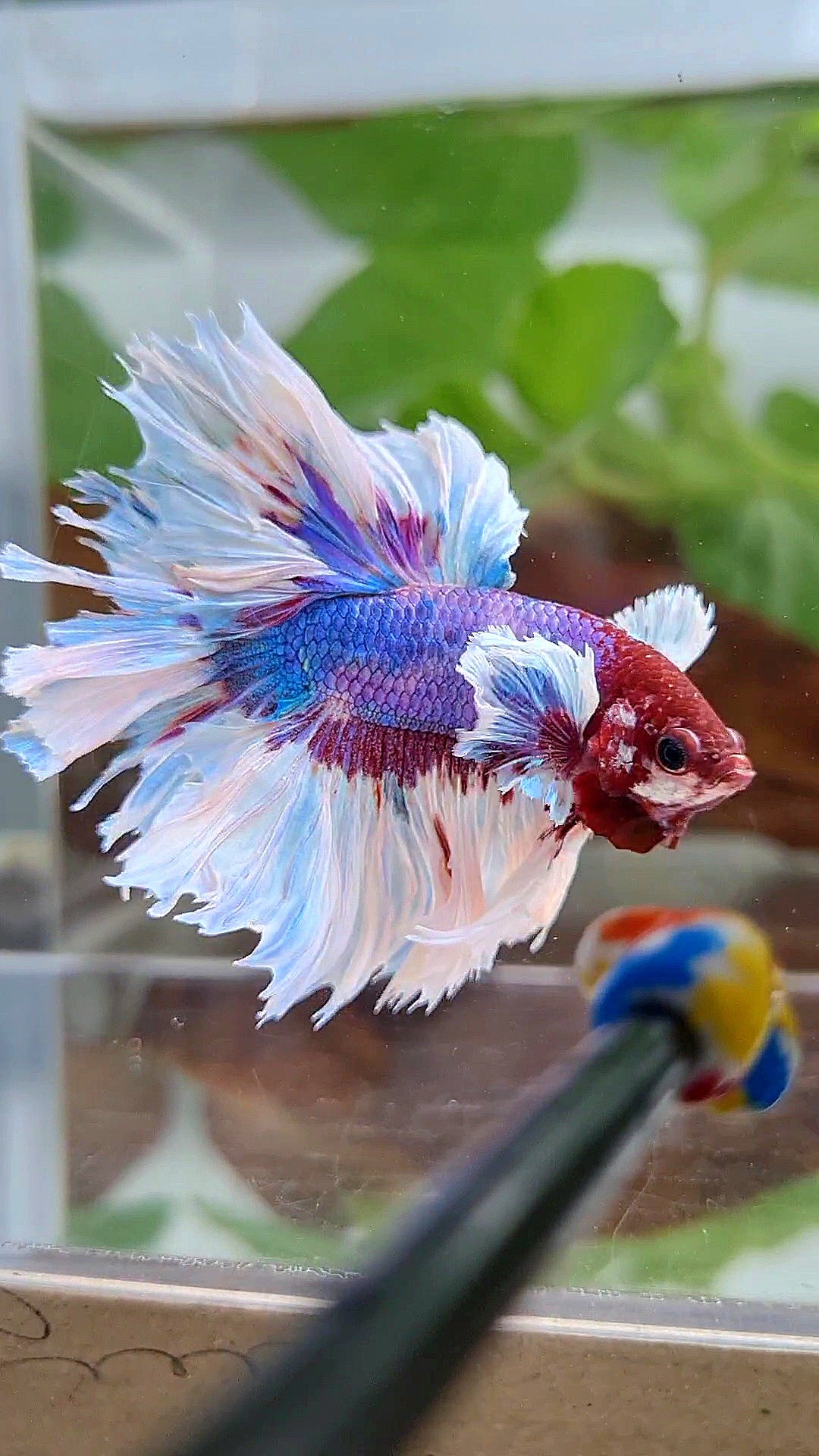 HALFMOON ROSETAIL PURPLE FANCY BUTTERFLY MULTICOLOR BETTA FISH