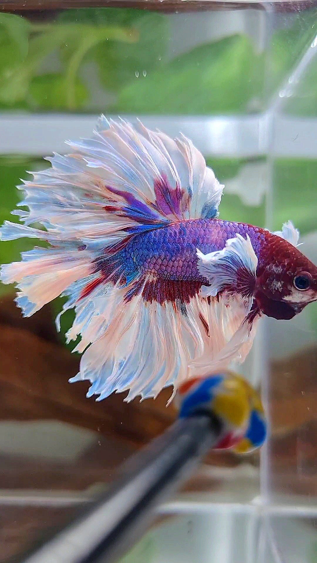HALFMOON ROSETAIL PURPLE FANCY BUTTERFLY MULTICOLOR BETTA FISH