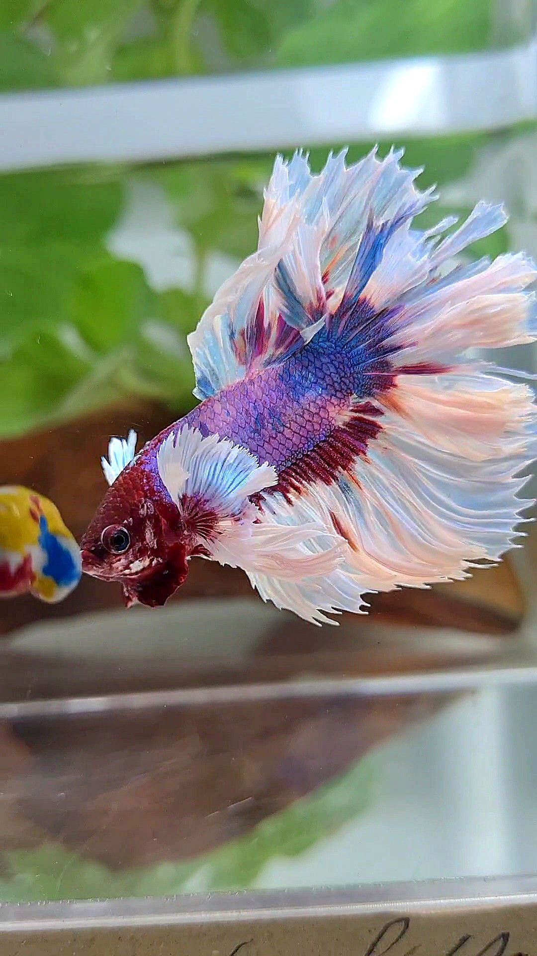 HALFMOON ROSETAIL PURPLE FANCY BUTTERFLY MULTICOLOR BETTA FISH