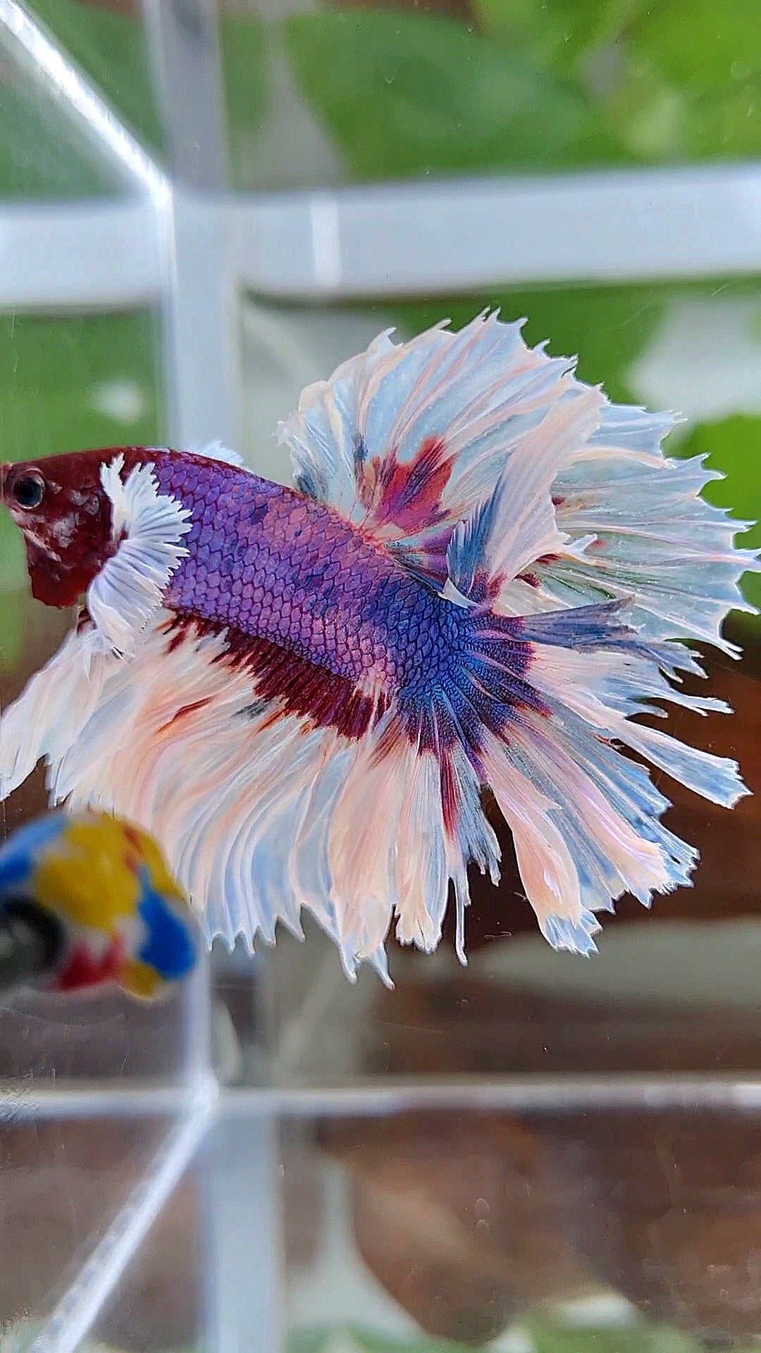 HALFMOON ROSETAIL PURPLE FANCY BUTTERFLY MULTICOLOR BETTA FISH