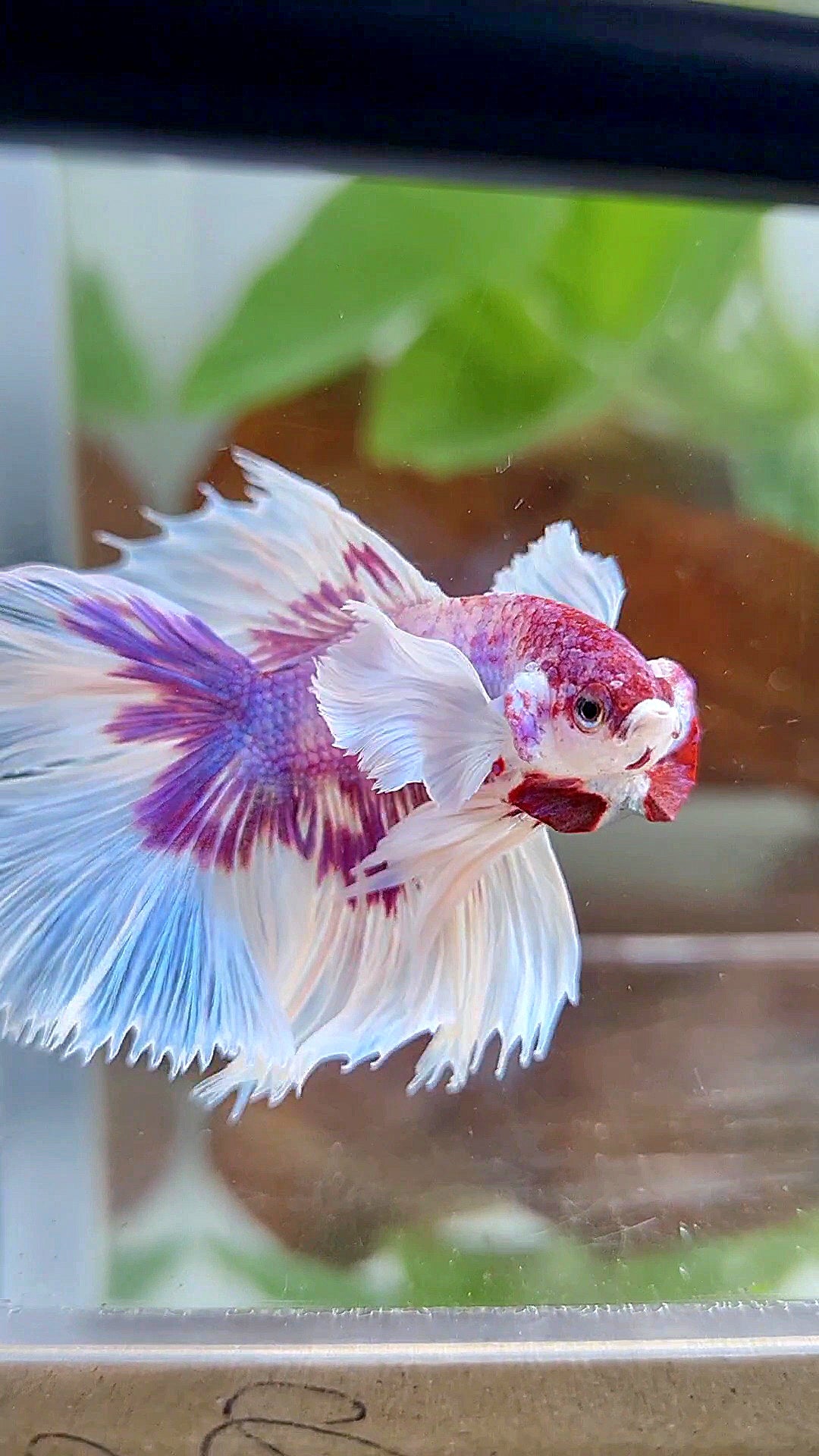HALFMOON DOUBLE TAIL DUMBO EAR PURPLE BUTTERFLY CANDY MULTICOLOR BETTA FISH