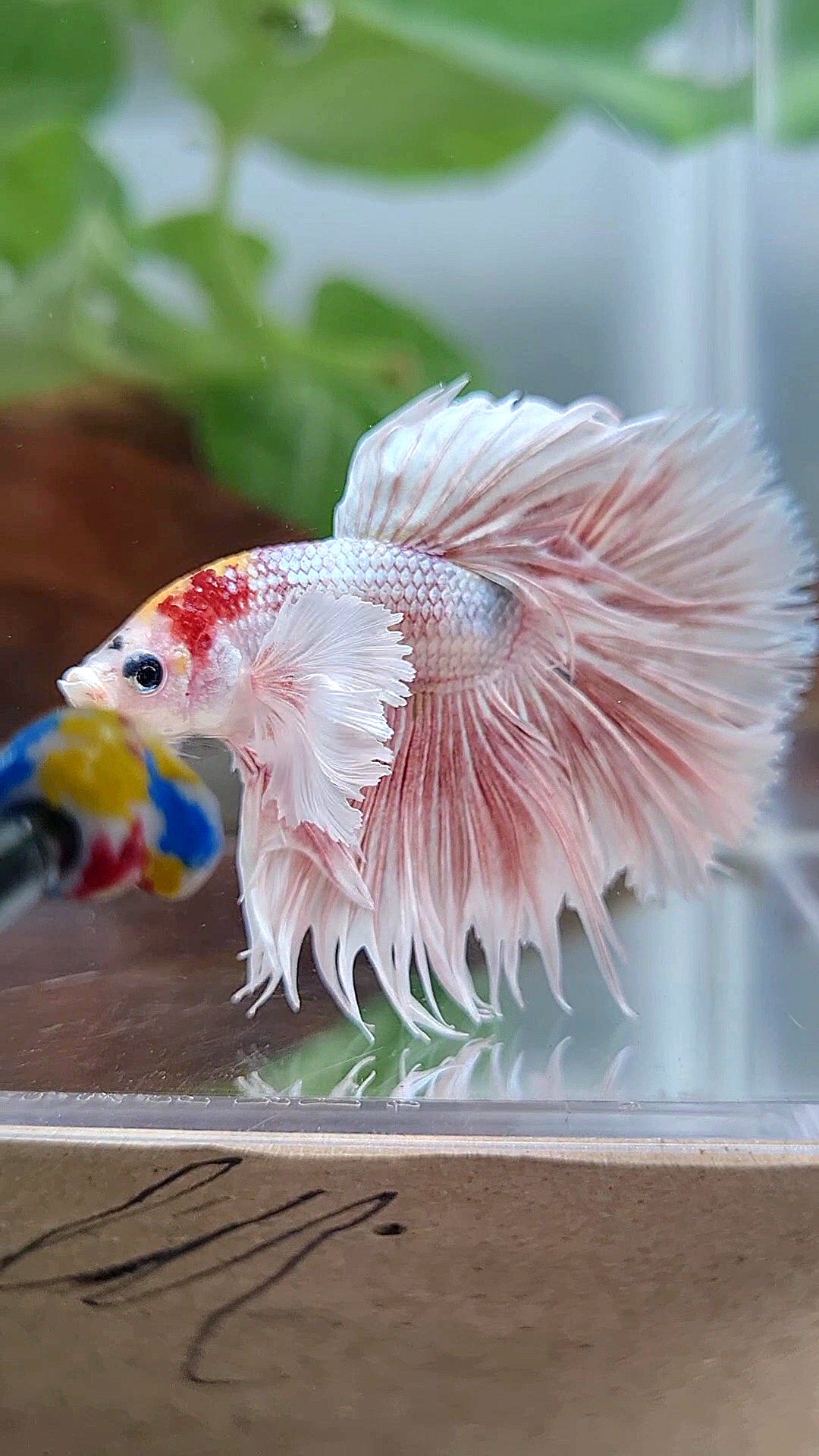 CROWNTAIL HALFSUN DUMBO EAR ORANGE MULTICOLOR BETTA FISH