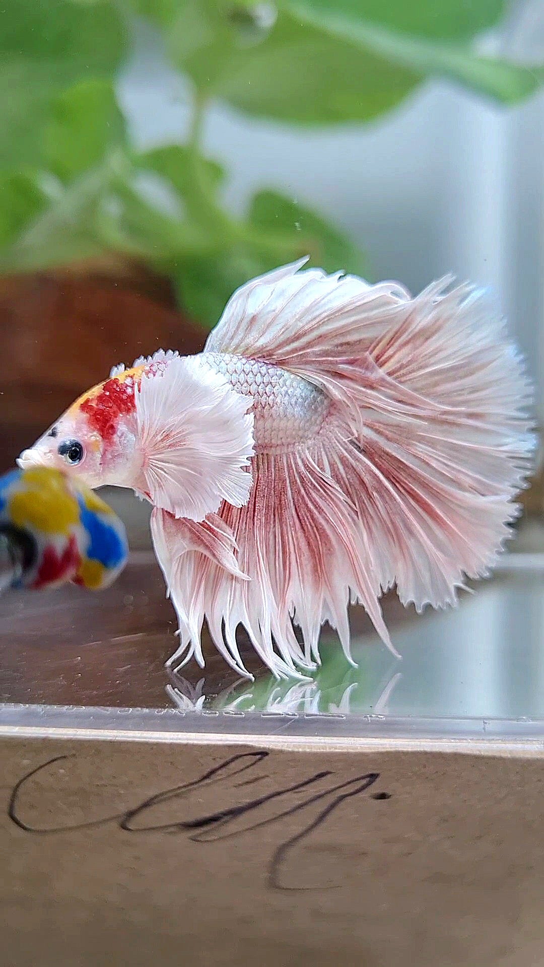 CROWNTAIL HALFSUN DUMBO EAR ORANGE MULTICOLOR BETTA FISH