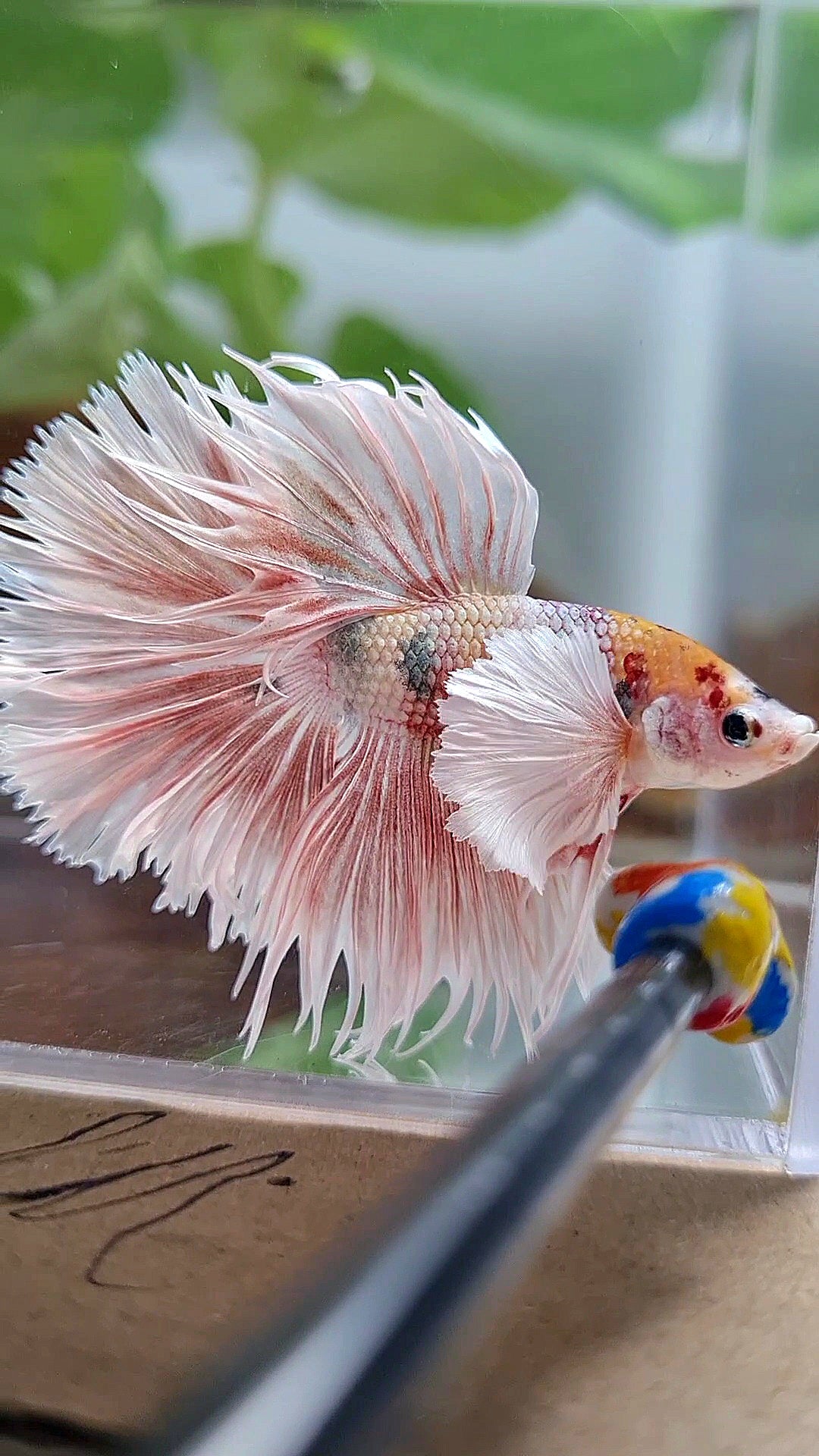 CROWNTAIL HALFSUN DUMBO EAR ORANGE MULTICOLOR BETTA FISH