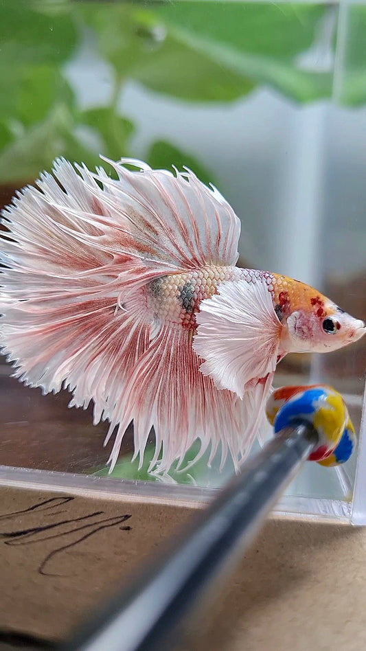 CROWNTAIL HALFSUN DUMBO EAR ORANGE MULTICOLOR BETTA FISH