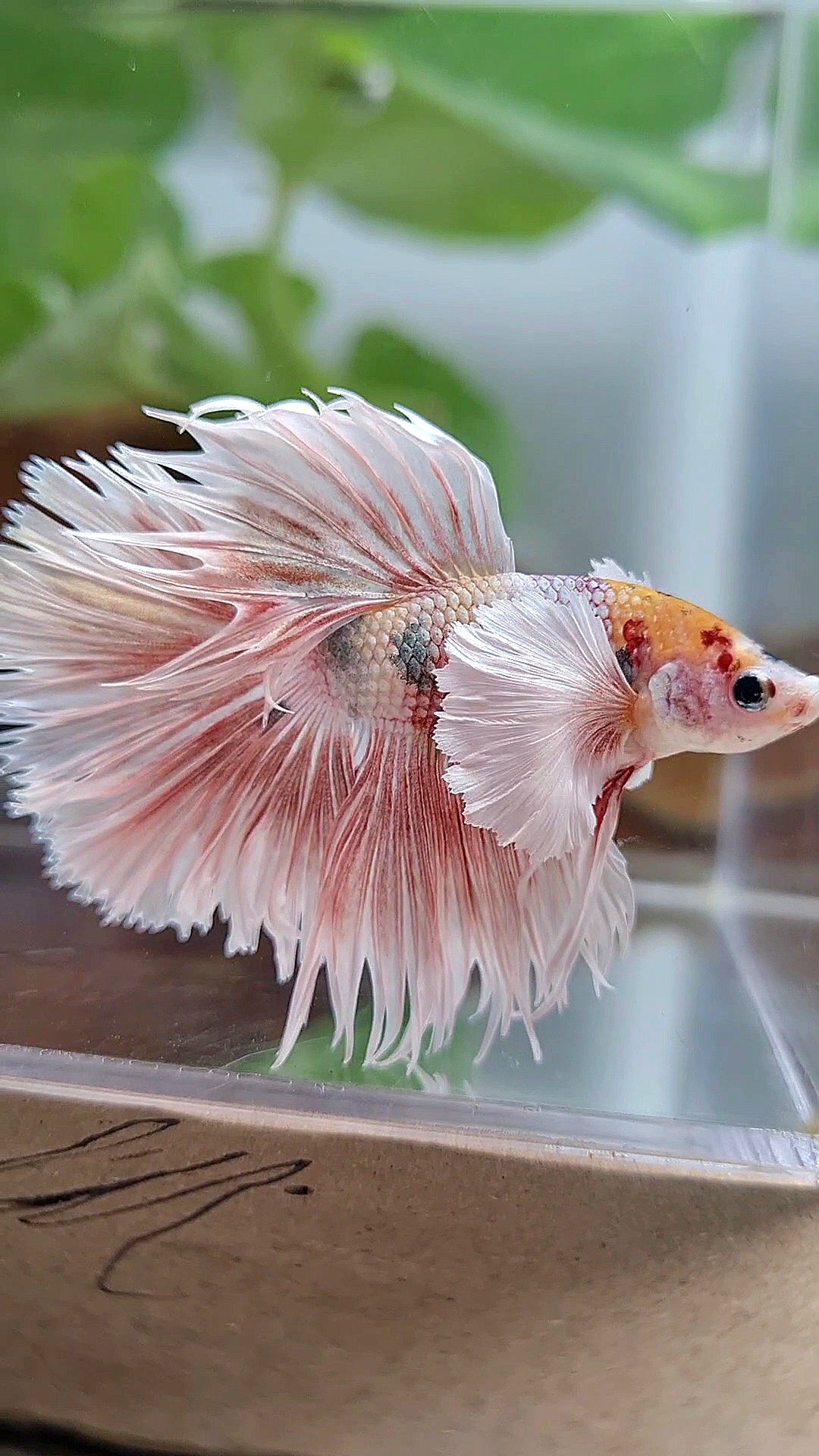 CROWNTAIL HALFSUN DUMBO EAR ORANGE MULTICOLOR BETTA FISH