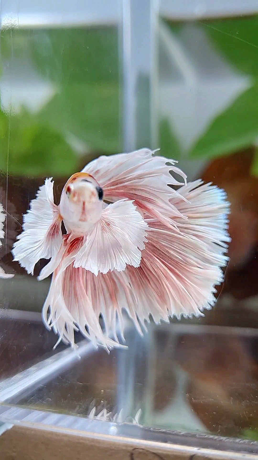 CROWNTAIL HALFSUN DUMBO EAR ORANGE MULTICOLOR BETTA FISH