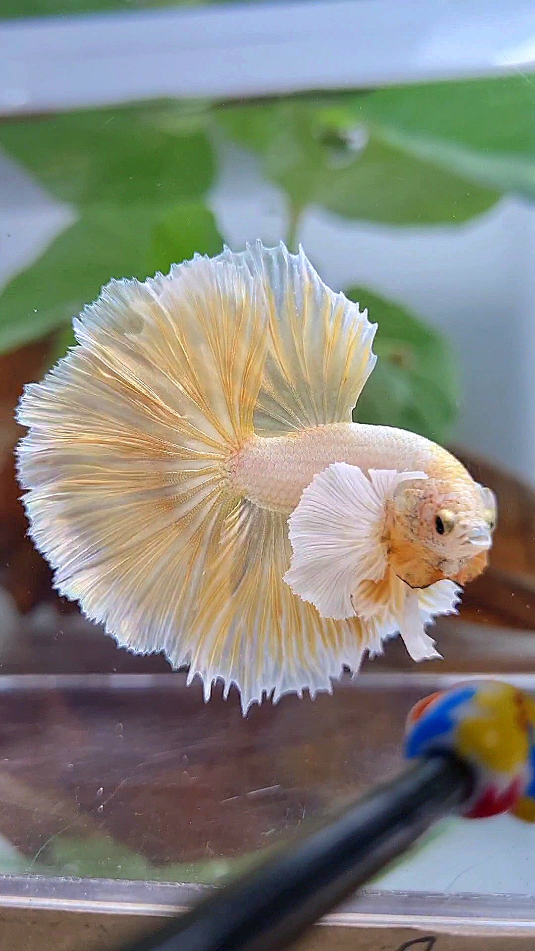 LUXURY HALFMOON DUMBO EAR ROSETAIL GOLDEN BETTA FISH