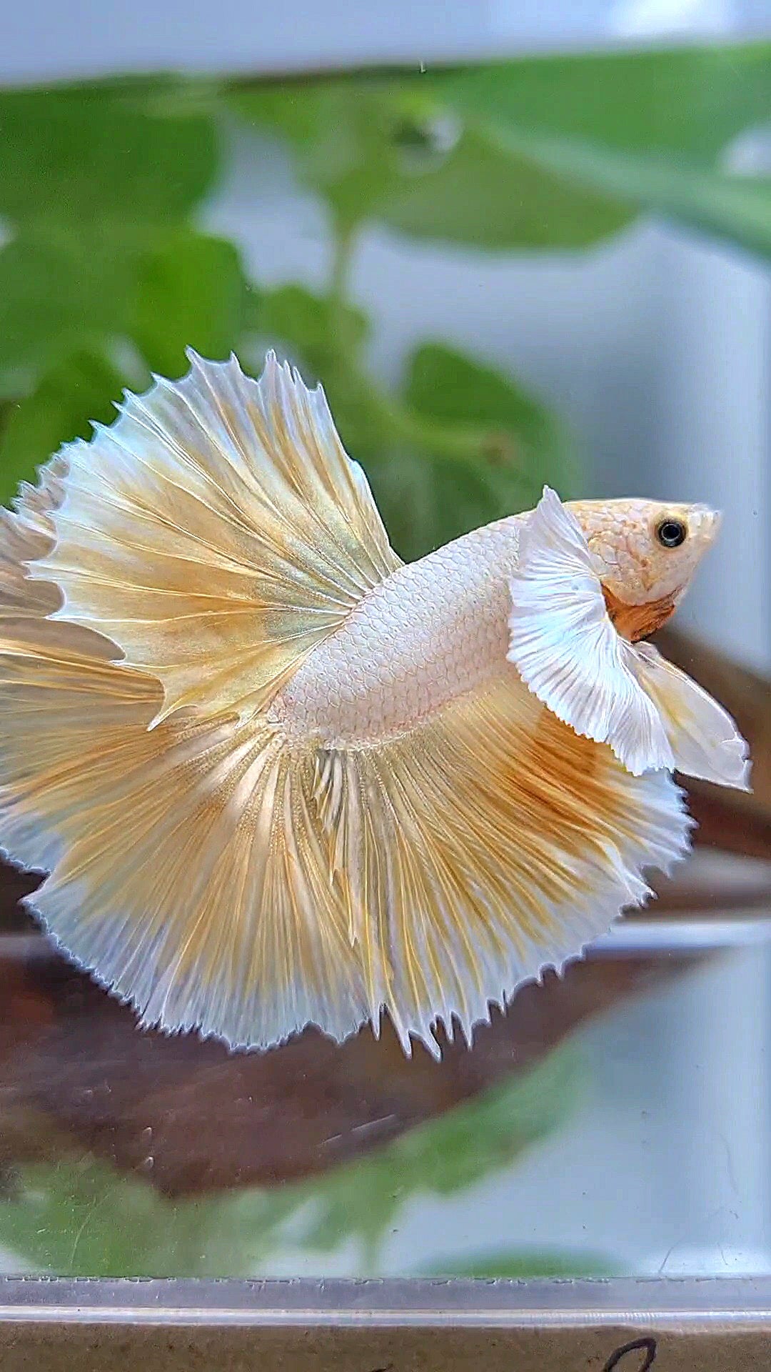 LUXURY HALFMOON DUMBO EAR ROSETAIL GOLDEN BETTA FISH