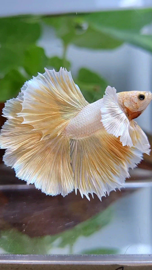 LUXURY HALFMOON DUMBO EAR ROSETAIL GOLDEN BETTA FISH