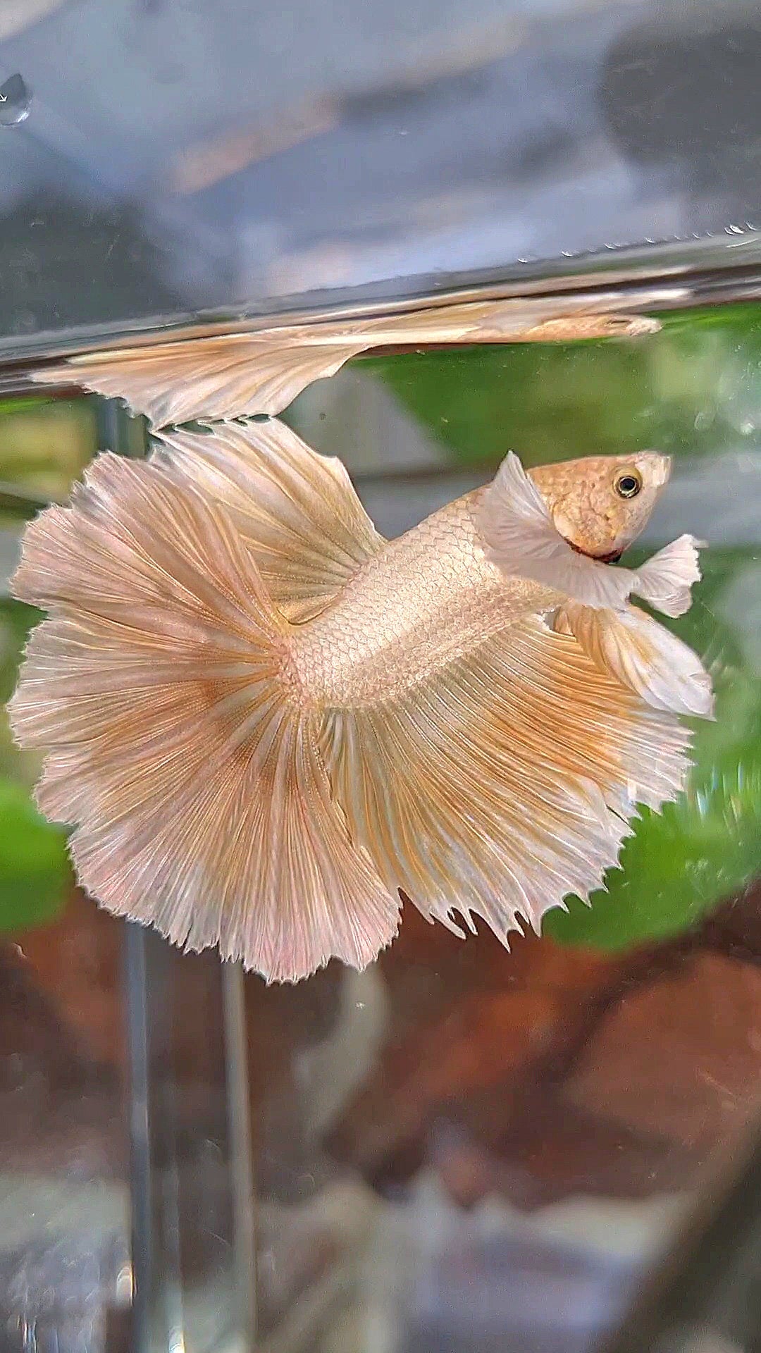 LUXURY HALFMOON DUMBO EAR ROSETAIL GOLDEN BETTA FISH