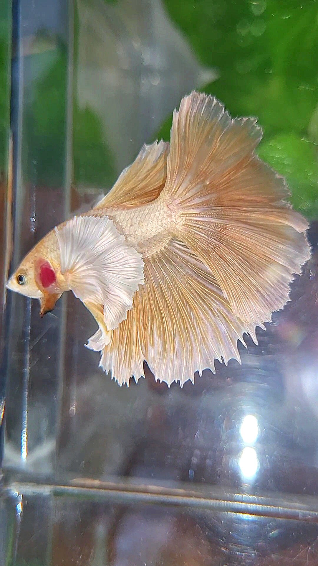 LUXURY HALFMOON DUMBO EAR ROSETAIL GOLDEN BETTA FISH