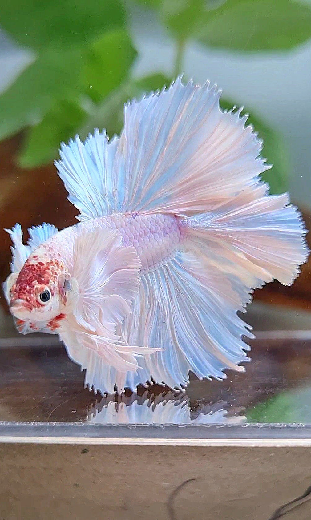 LUXURY KING ROSETAIL HALFMOON DOUBLE TAIL SUPER DUMBO EAR WHITE UNICORN BETTA FISH