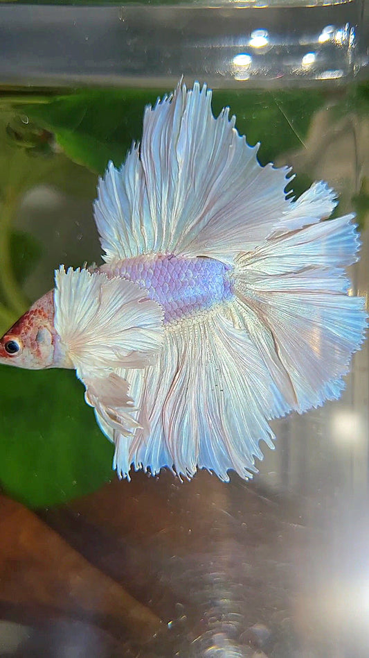 LUXURY KING ROSETAIL HALFMOON DOUBLE TAIL SUPER DUMBO EAR WHITE UNICORN BETTA FISH
