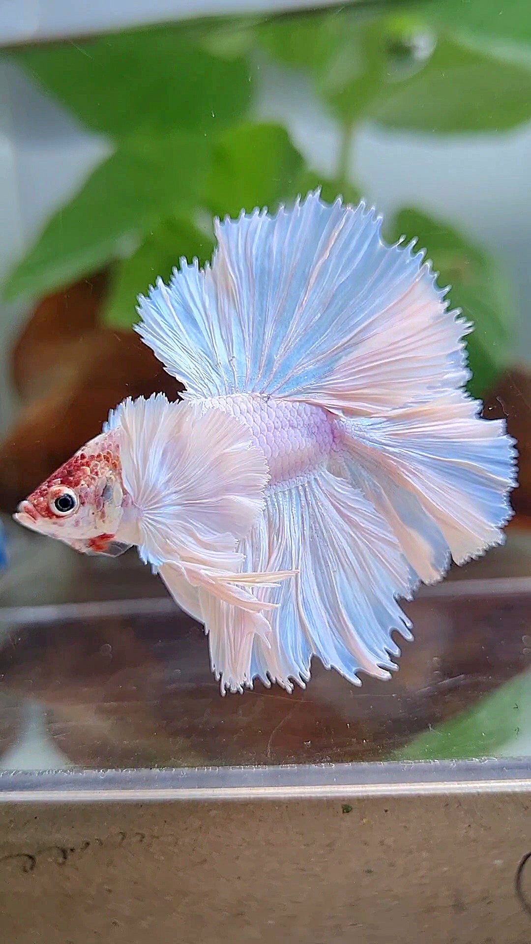 LUXURY KING ROSETAIL HALFMOON DOUBLE TAIL SUPER DUMBO EAR WHITE UNICORN BETTA FISH