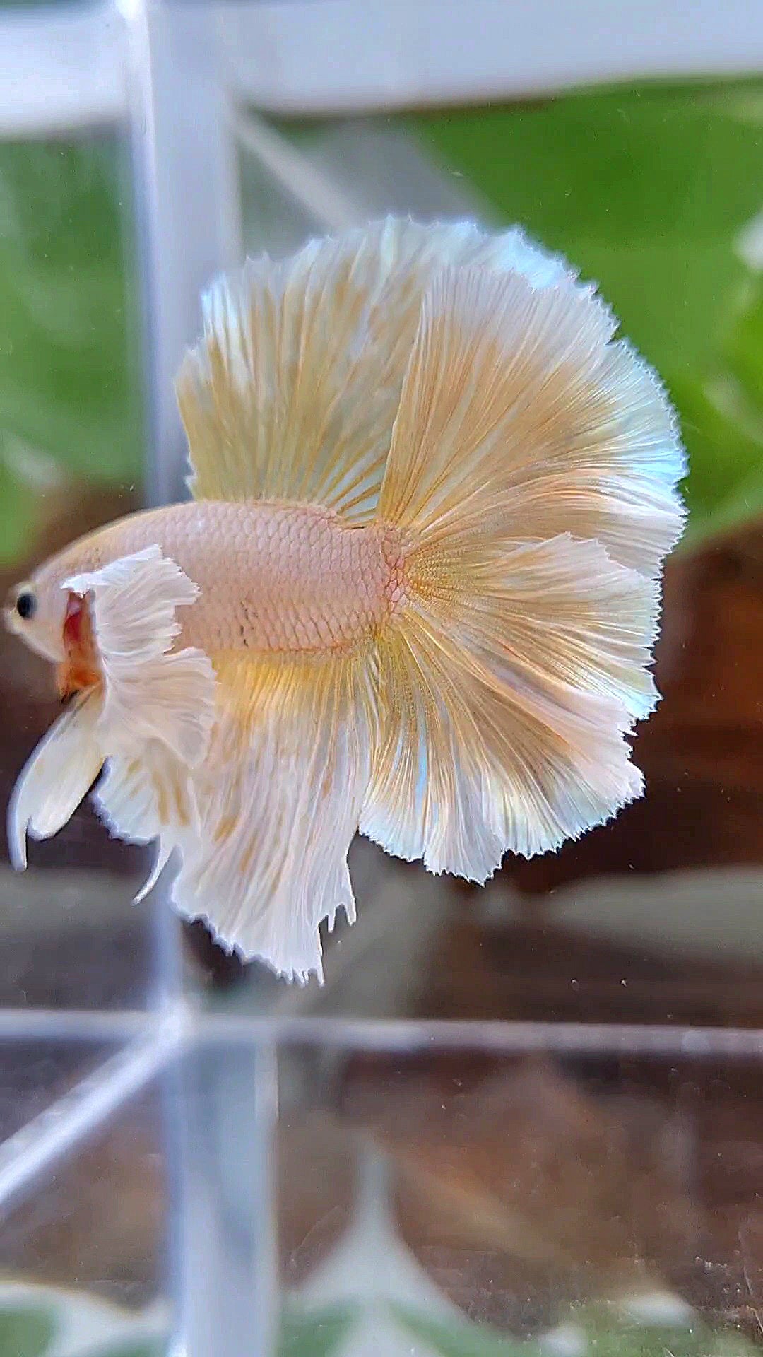 LUXURY HALFMOON DUMBO EAR DOUBLE TAIL GOLD BUTTERFLY BETTA FISH