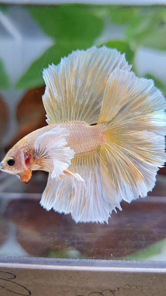 LUXURY HALFMOON DUMBO EAR DOUBLE TAIL GOLD BUTTERFLY BETTA FISH