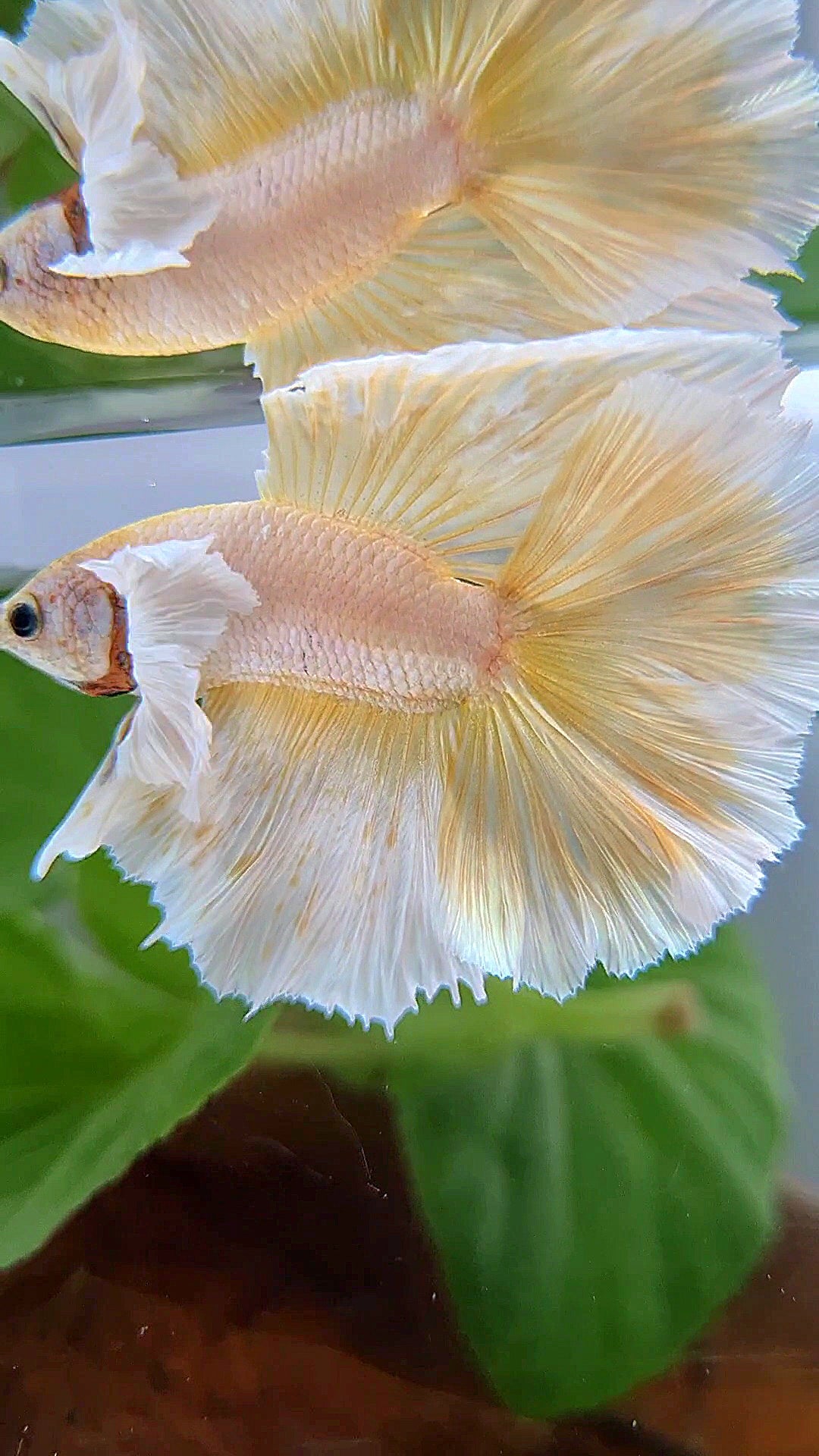 LUXURY HALFMOON DUMBO EAR DOUBLE TAIL GOLD BUTTERFLY BETTA FISH