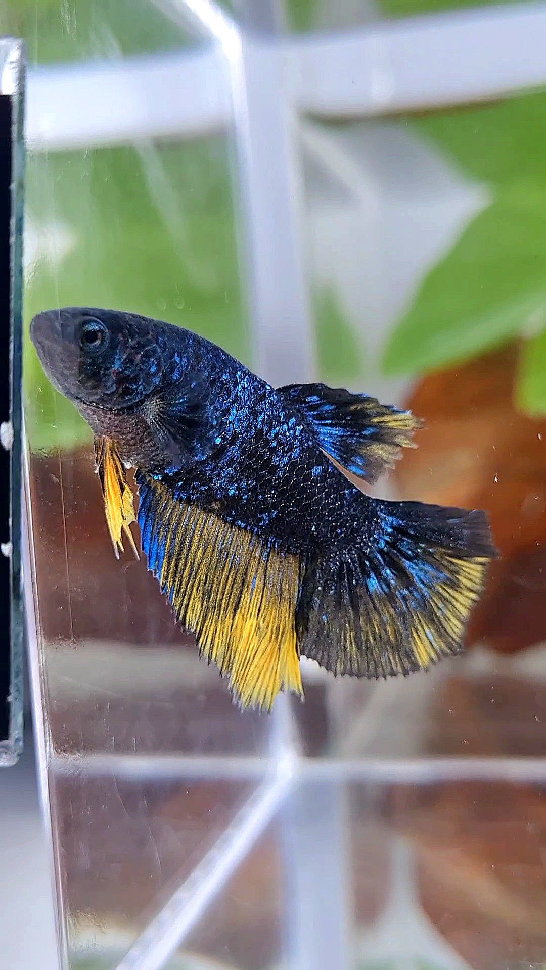 FEMALE HALFMOON STARDUST BLUE AVATAR YELLOW BETTA FISH
