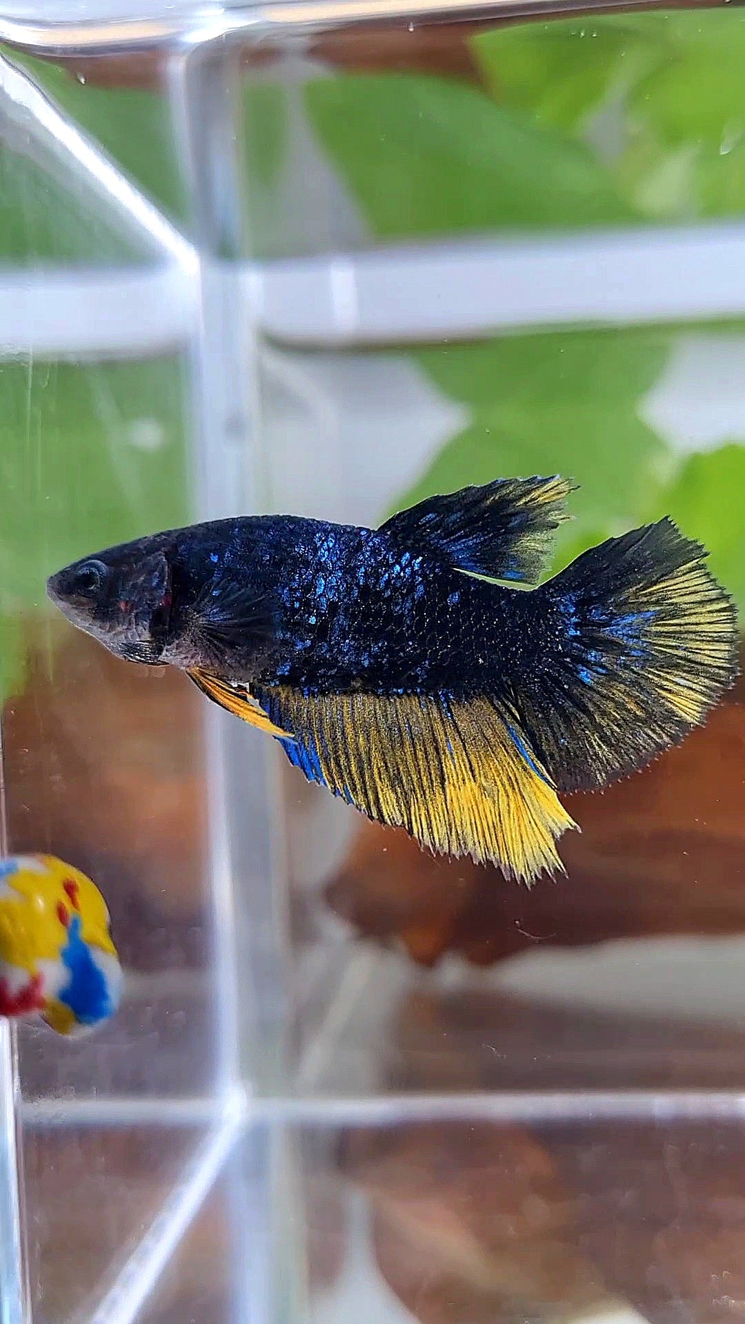 FEMALE HALFMOON STARDUST BLUE AVATAR YELLOW BETTA FISH